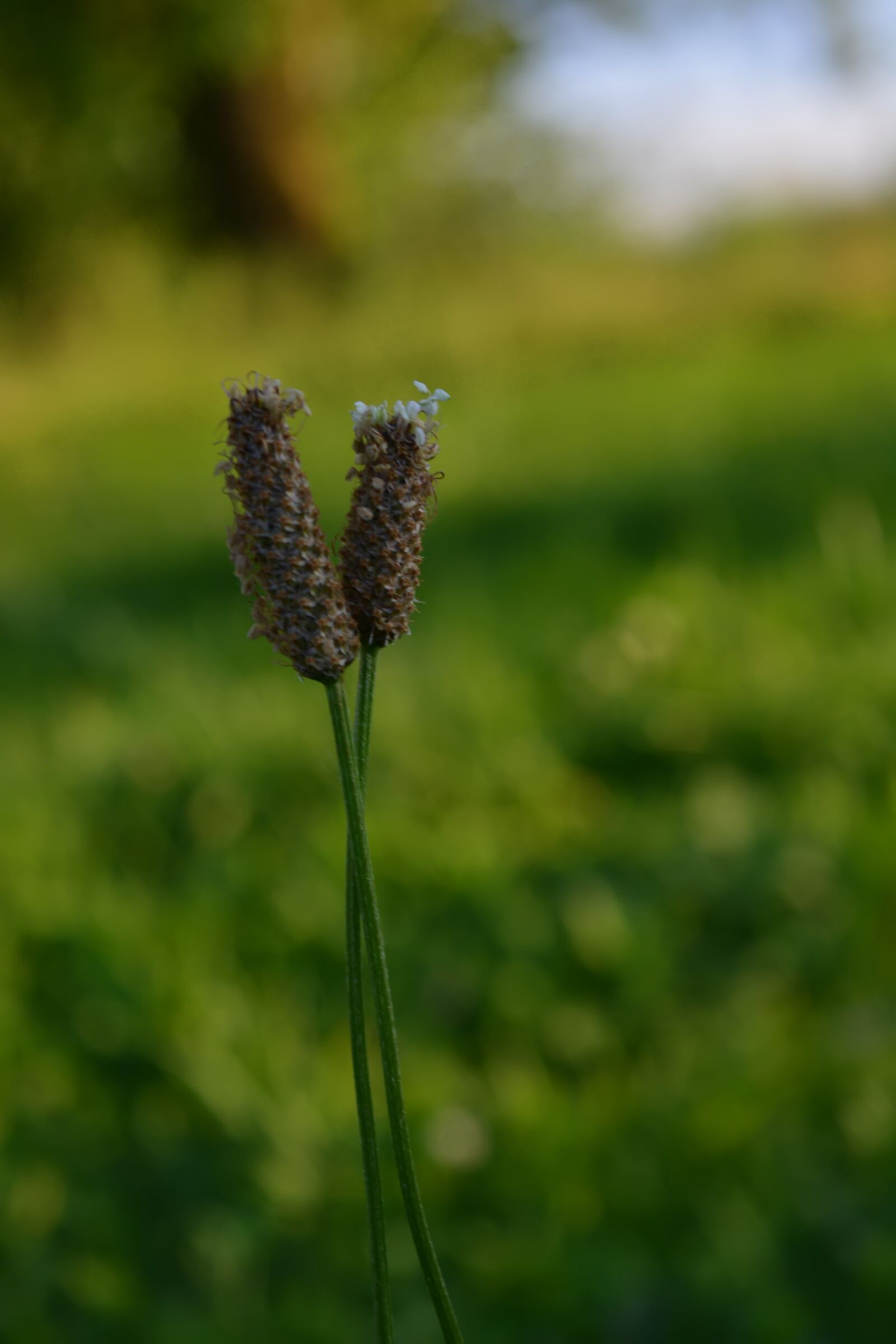 Nikon D5200 sample photo. Grass, field, plantain photography