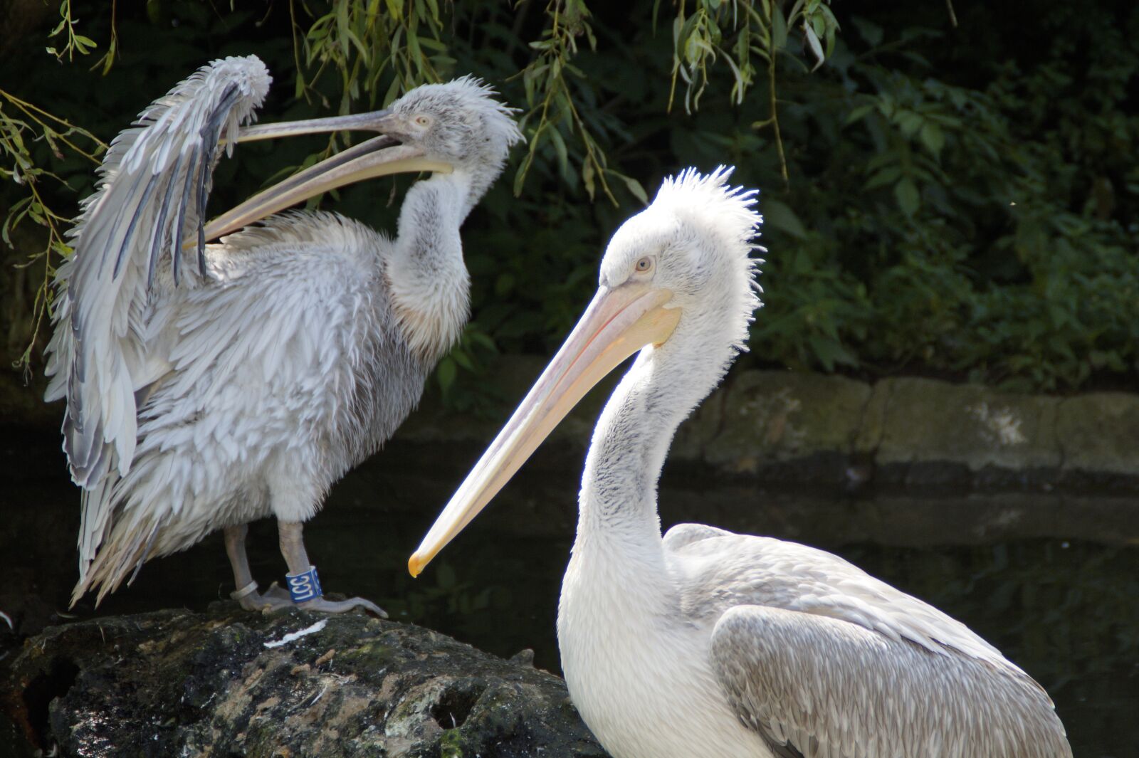 Sony SLT-A58 sample photo. Dalmatian pelican, pelikan, plumage photography