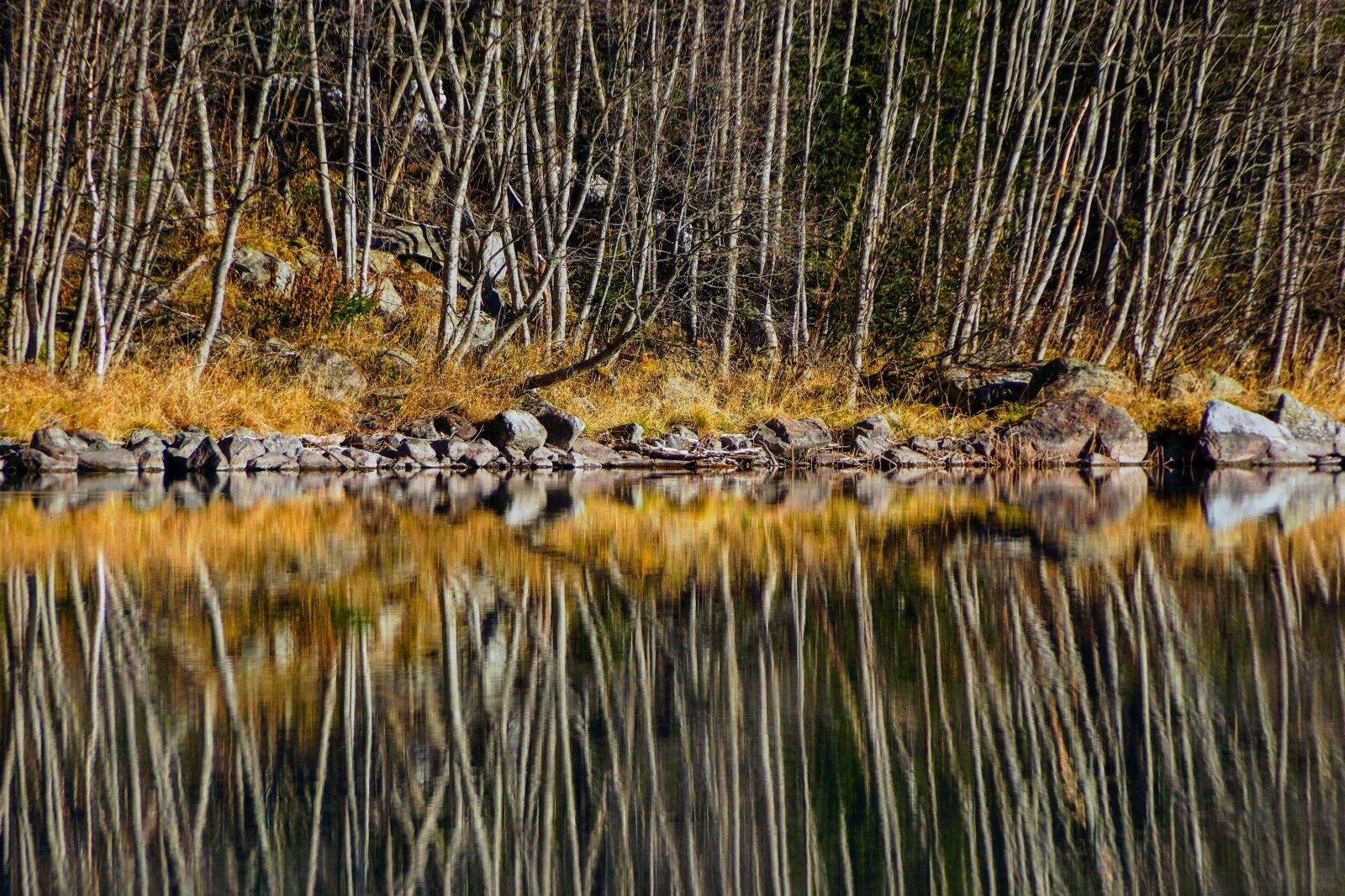 Sony SLT-A65 (SLT-A65V) sample photo. Reflection, trees, lake photography