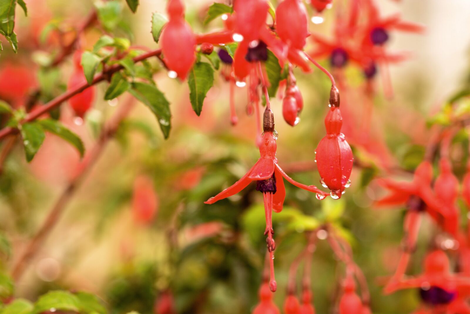 Nikon D5200 sample photo. Garden, flowers, reflections photography