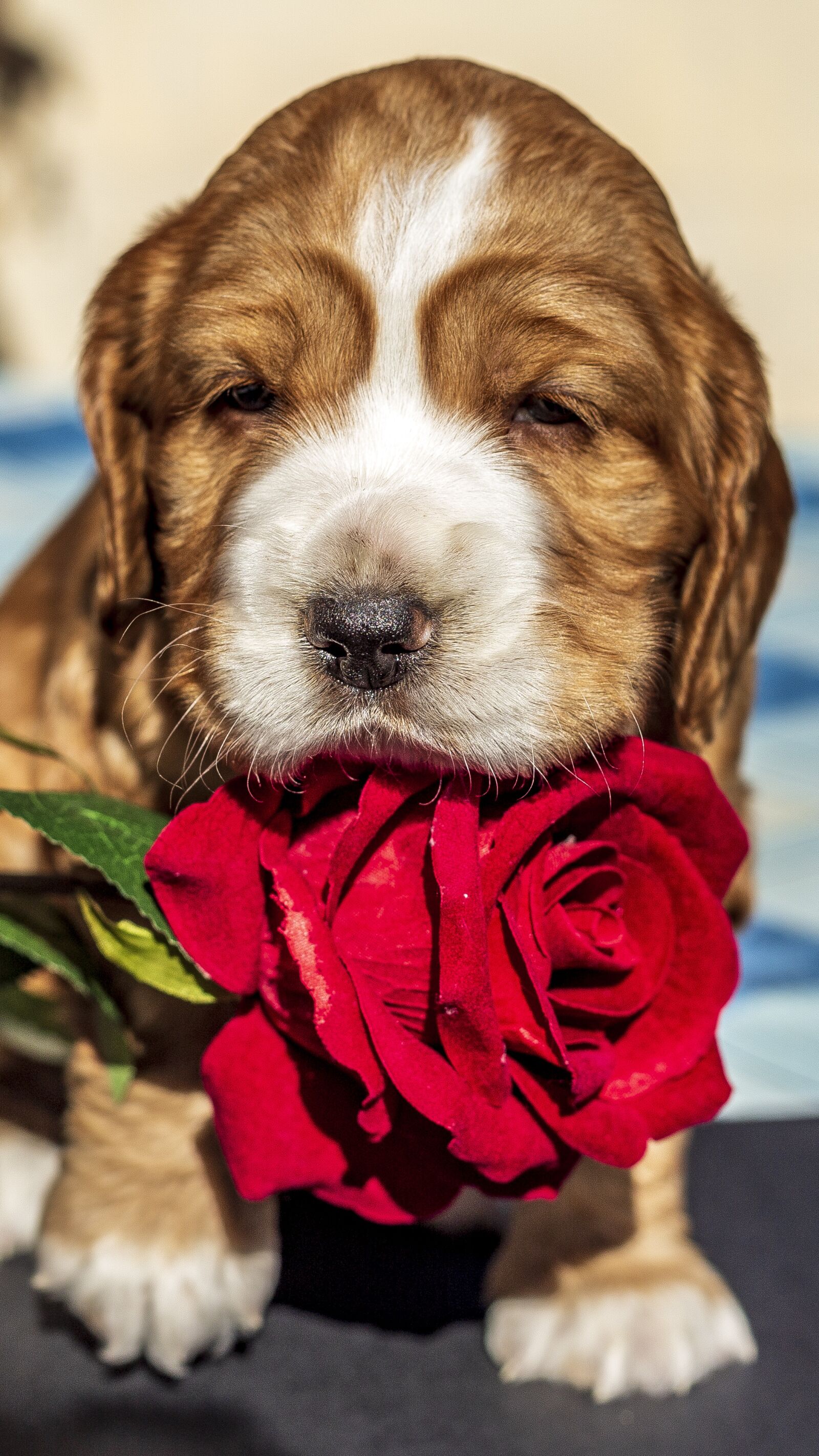 Canon EF 50mm F1.8 II sample photo. Dog, rosa, puppy photography