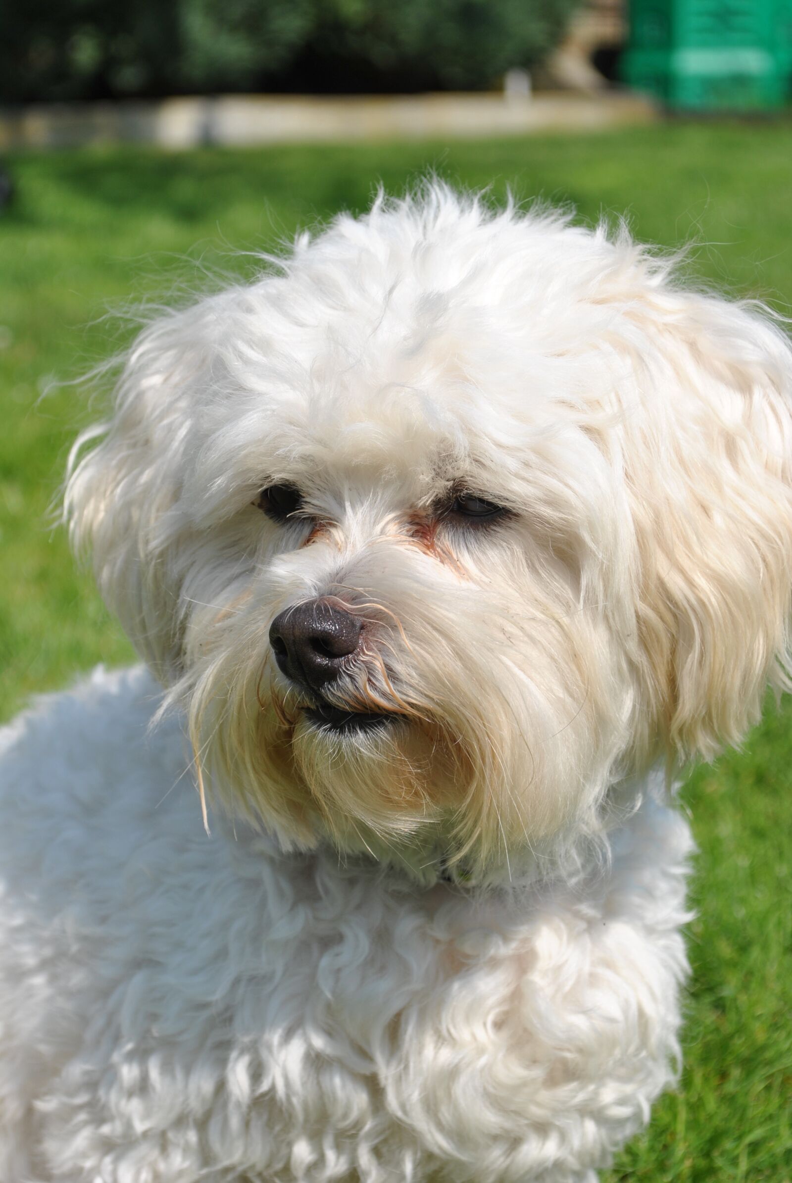 Nikon D3000 sample photo. Dog, pet, doggy style photography