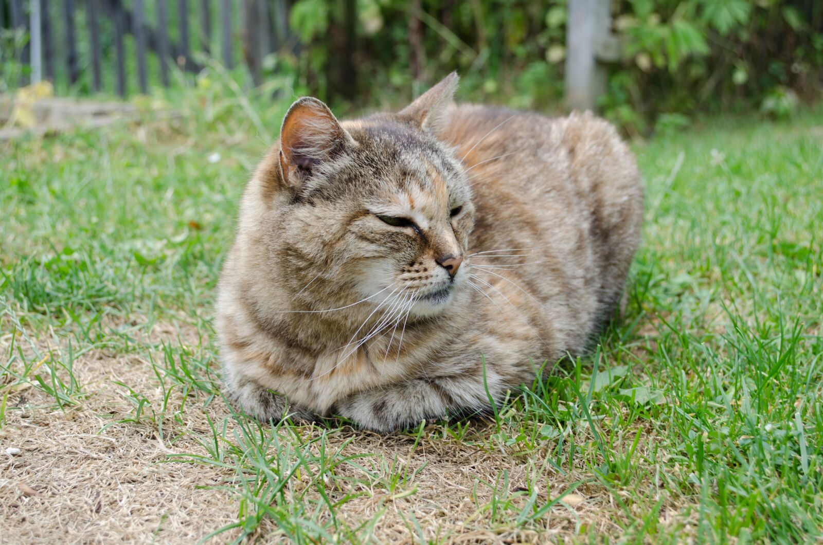 Nikon D5100 sample photo. Cat, animal, pet photography