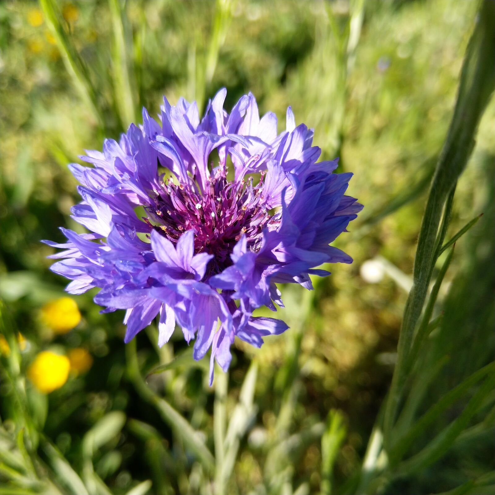 HMD Global Nokia 8 Sirocco sample photo. Blueberry, flower, spring photography