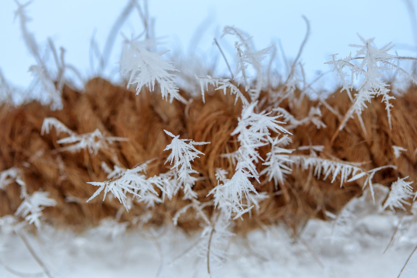 Canon EF-S 60mm F2.8 Macro USM sample photo. Frost, eiskristalle, rope photography