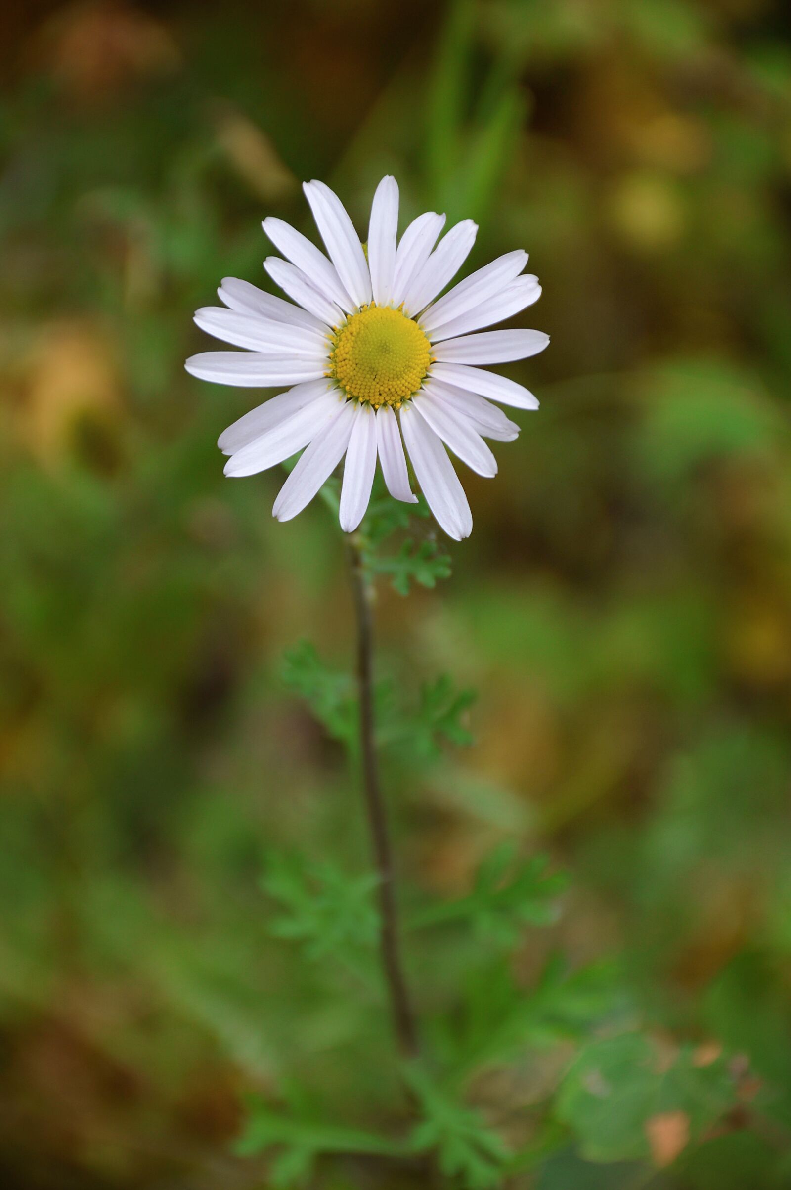 Nikon D3200 sample photo. Summer, daisy, grass photography