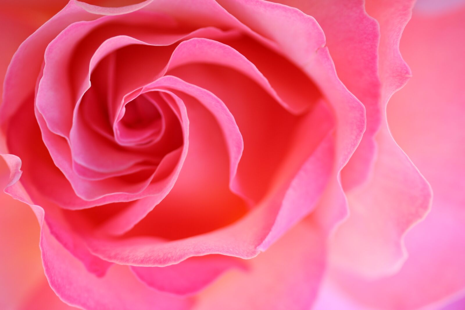 Canon EOS 30D sample photo. Rose, pink, close up photography