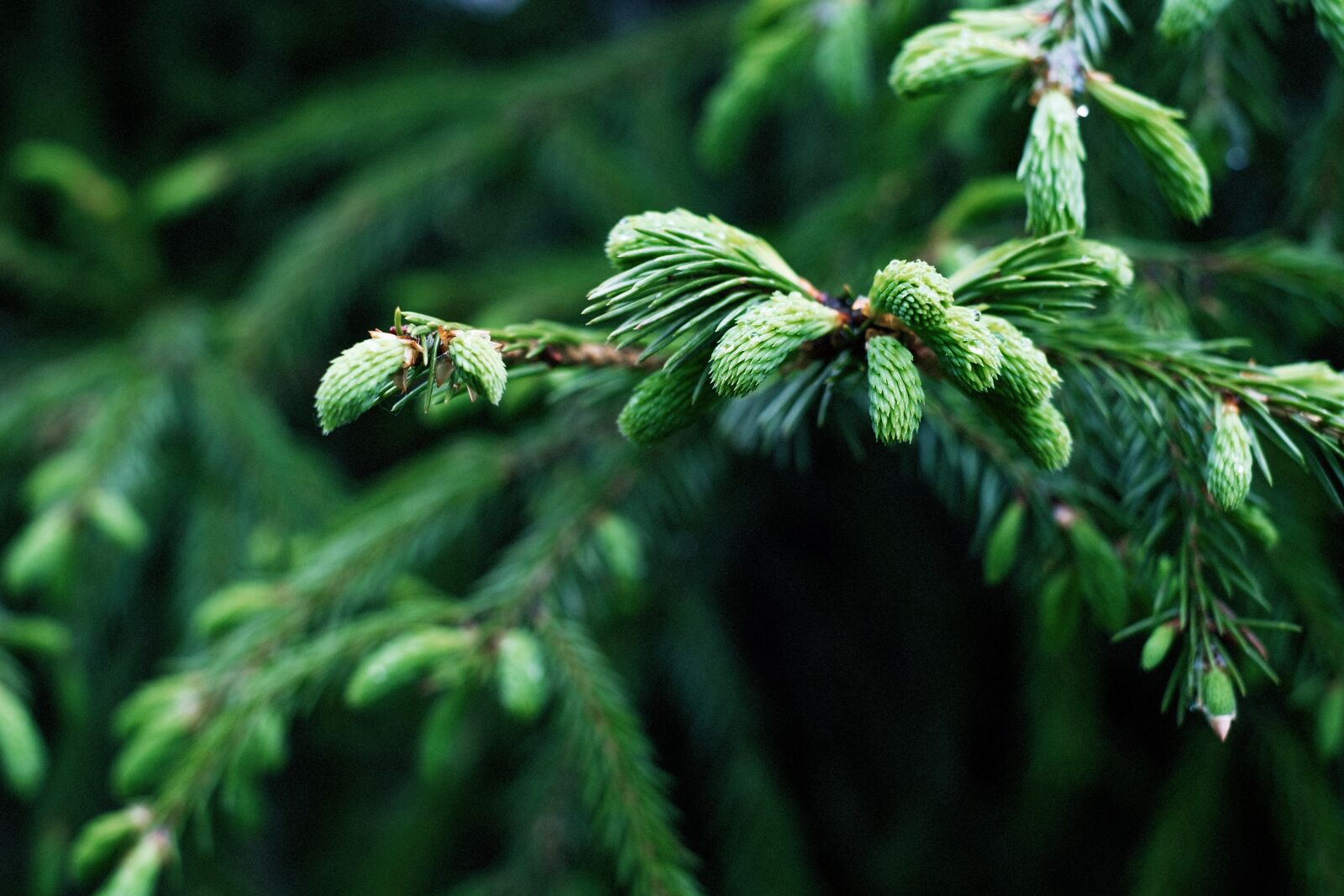 Fujifilm X-E1 + Fujifilm XF 35mm F1.4 R sample photo. Spruce, landscape, nature photography
