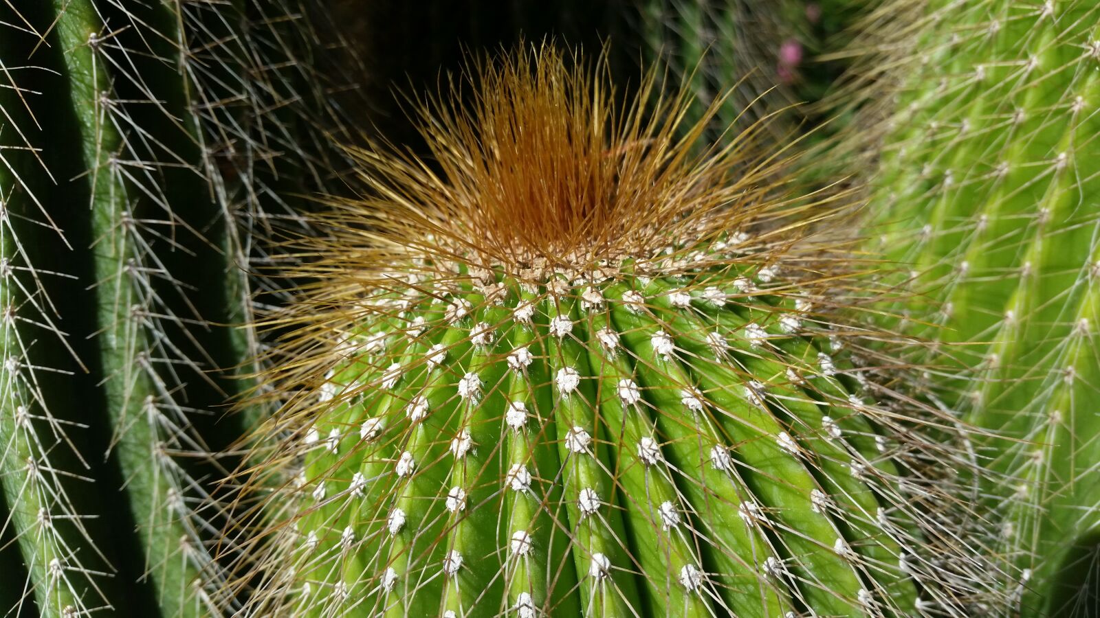 Samsung Galaxy S5 sample photo. Cactus, biology, green photography