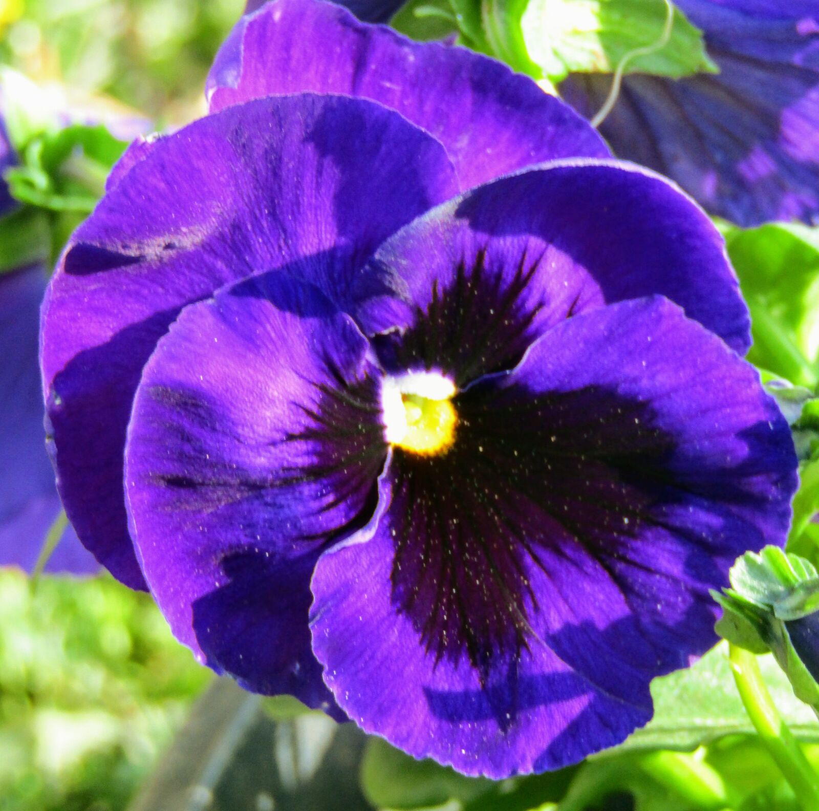 Canon PowerShot SX420 IS sample photo. Purple, flower, spring photography