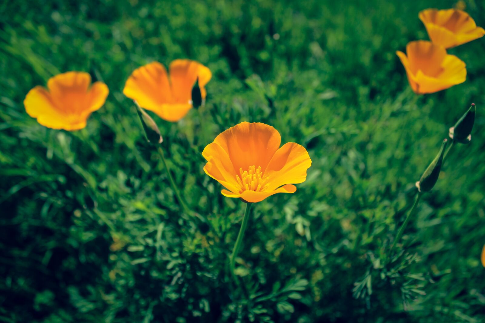 Canon EOS 1100D (EOS Rebel T3 / EOS Kiss X50) sample photo. Flowers, flower, nature photography