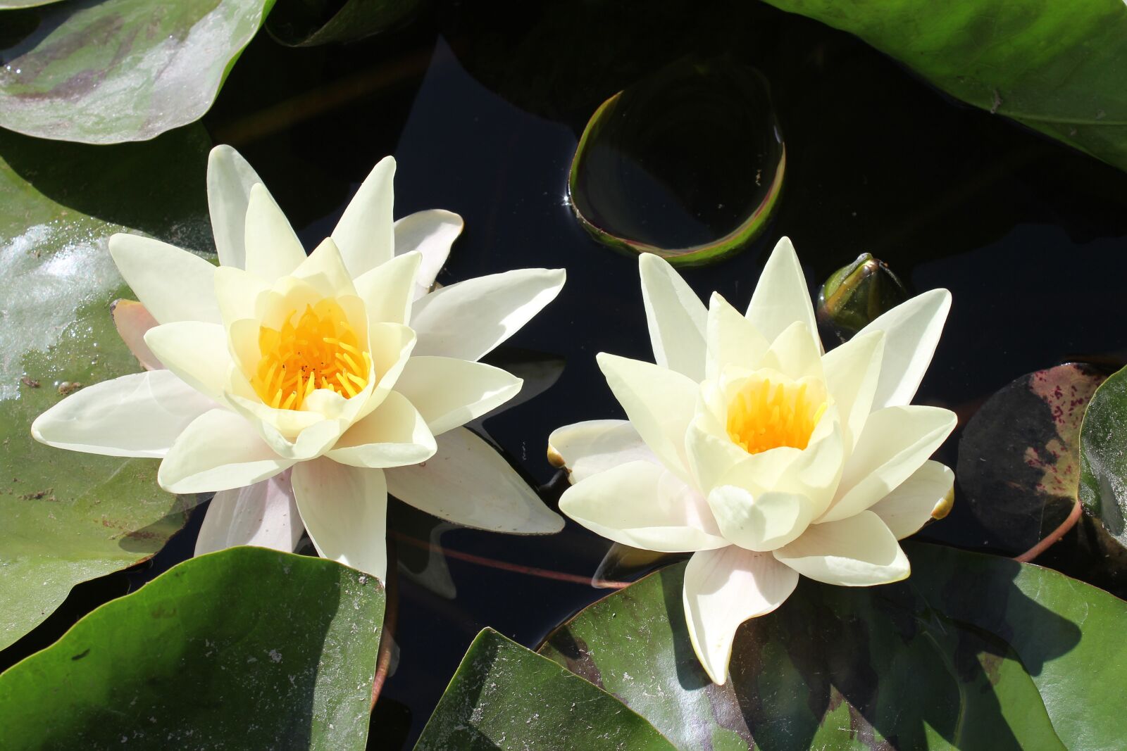 Canon EOS 600D (Rebel EOS T3i / EOS Kiss X5) sample photo. Lotus, pond, flowers photography