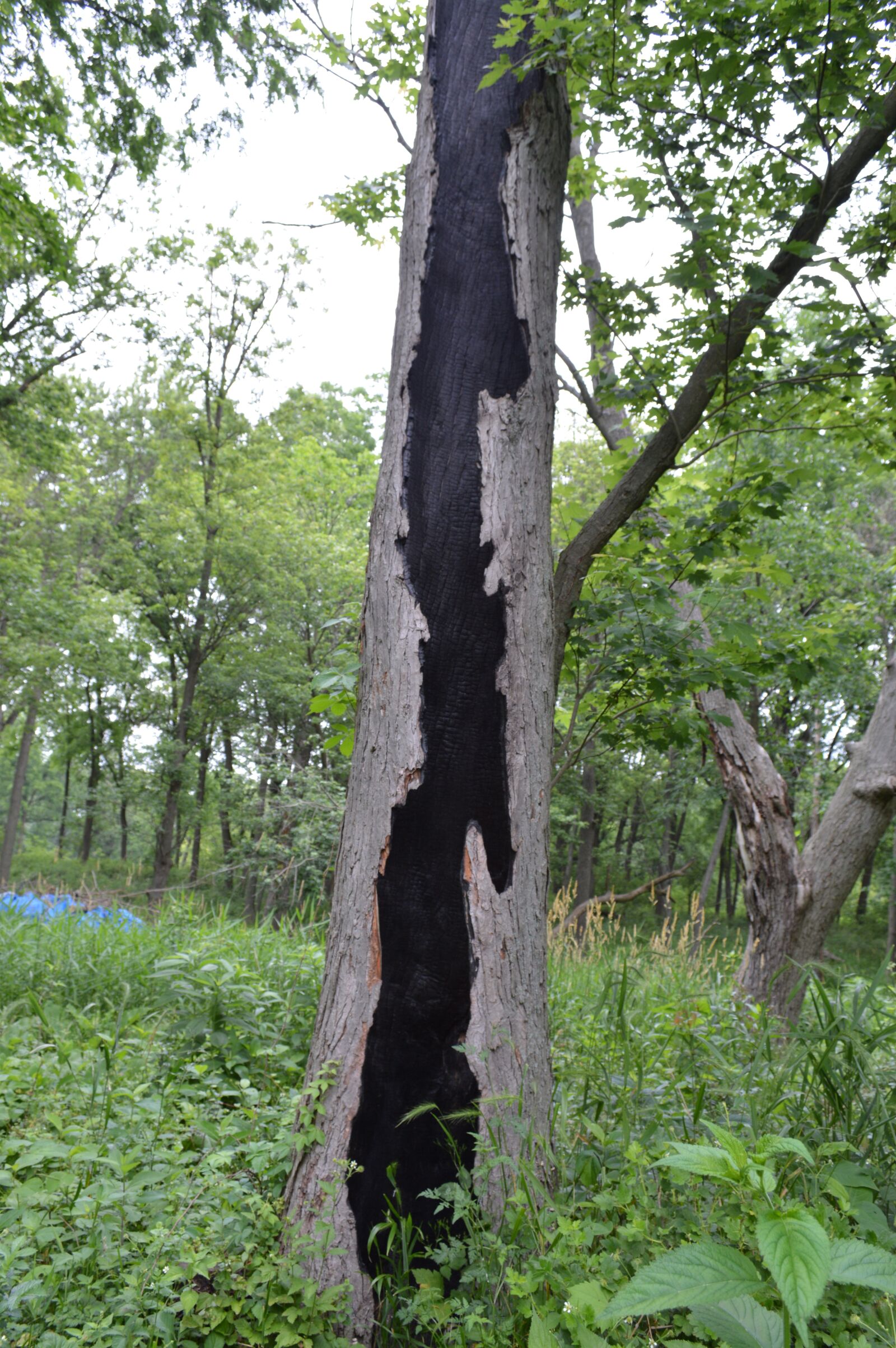 Nikon D3200 sample photo. Tree, hollow, trunk photography