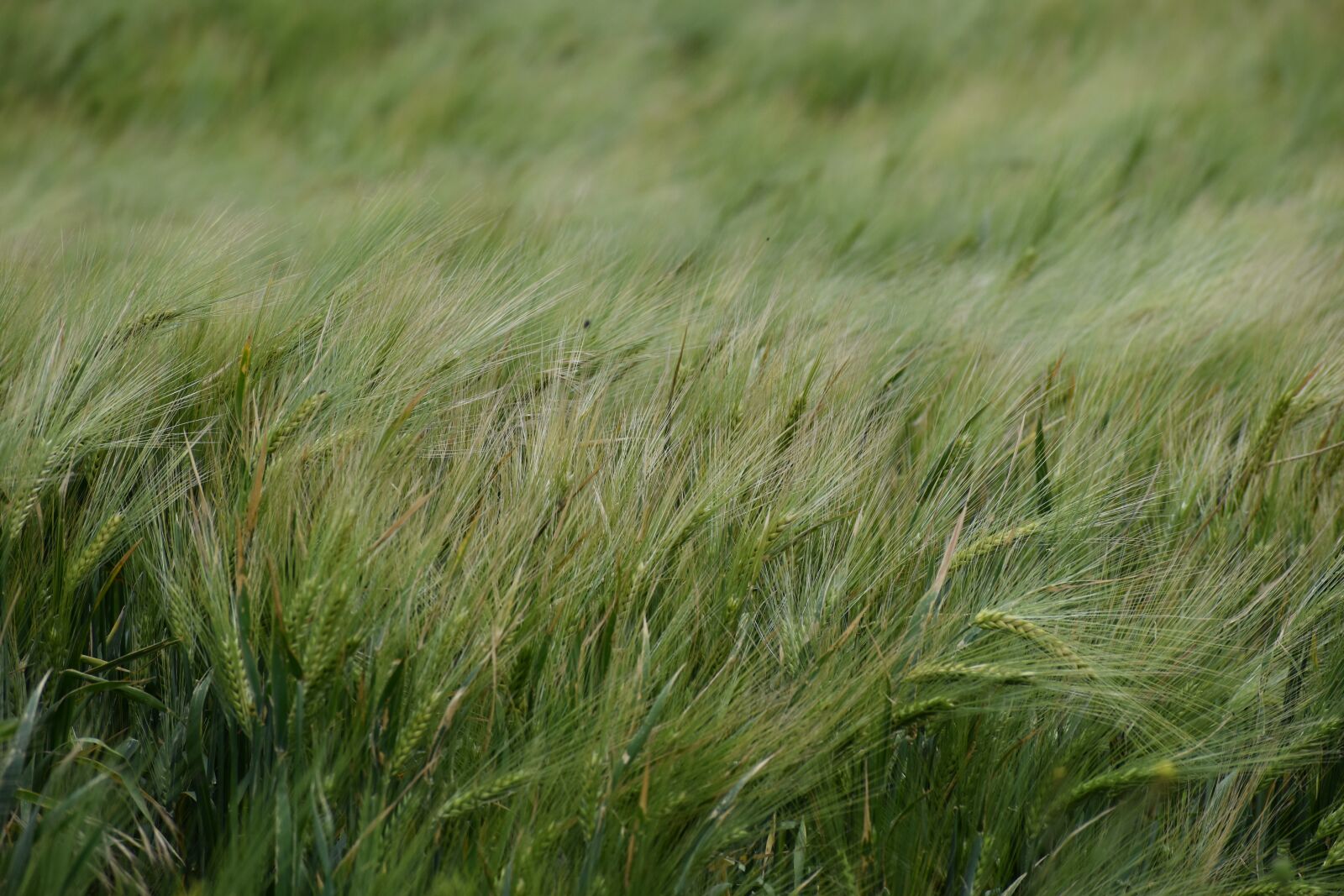 Nikon D3500 sample photo. Grain field, spring, flora photography