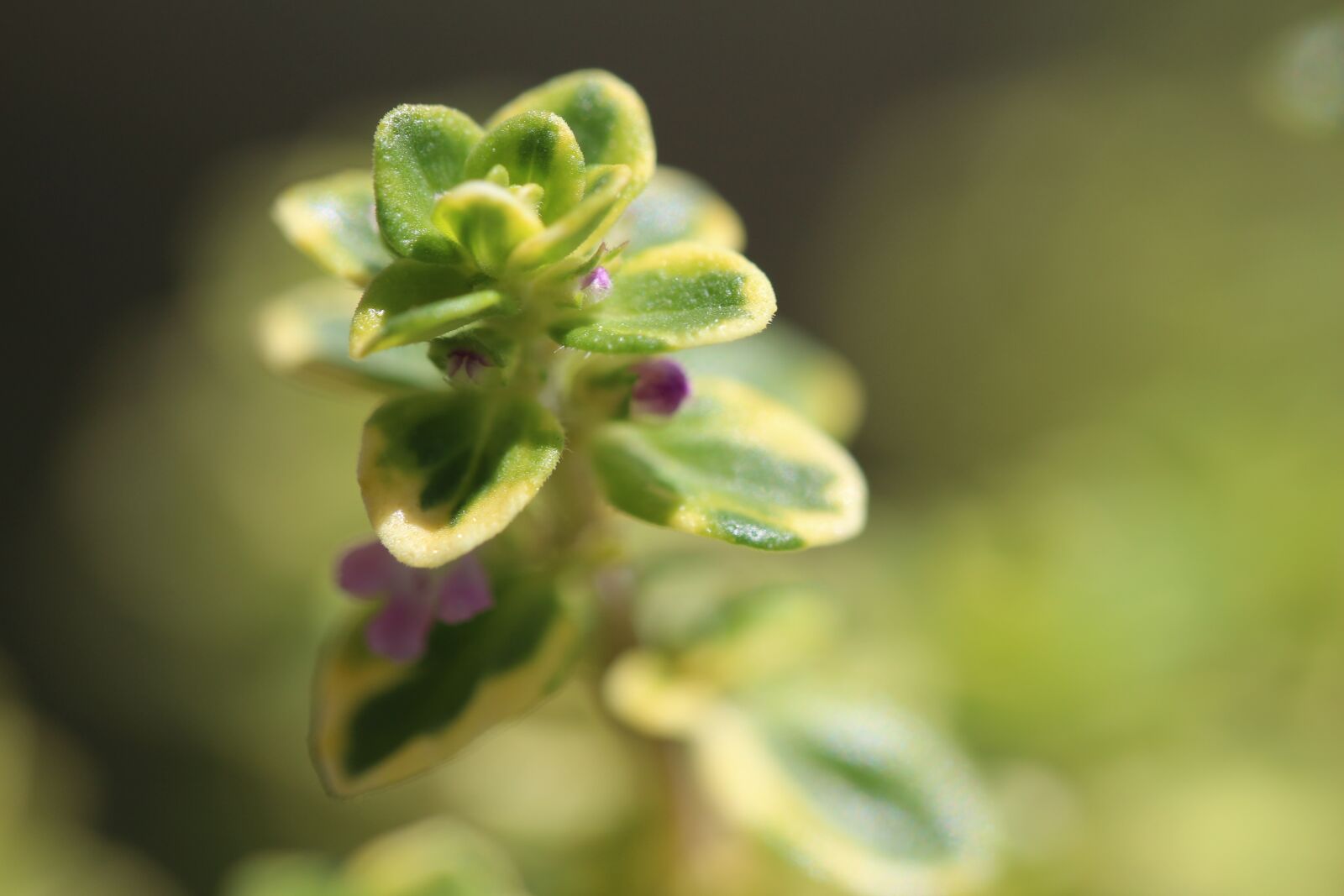 Canon EOS 700D (EOS Rebel T5i / EOS Kiss X7i) sample photo. Great, end, blossom photography