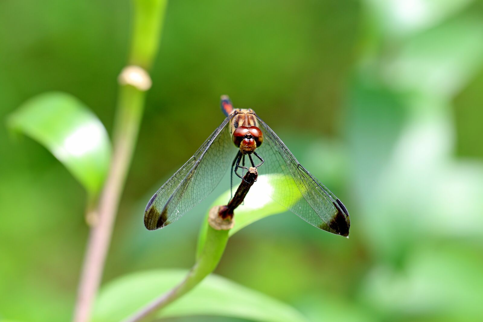 Canon EOS 7D Mark II sample photo. Nature, forest, insects photography