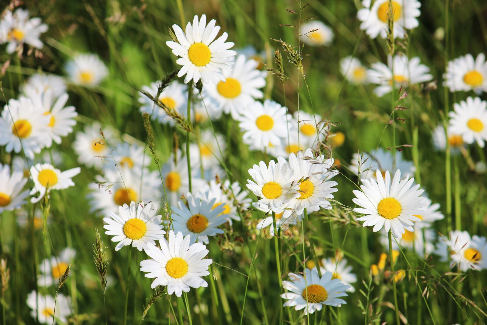 Canon EF-S 55-250mm F4-5.6 IS II sample photo. Daisies, meadow, white photography