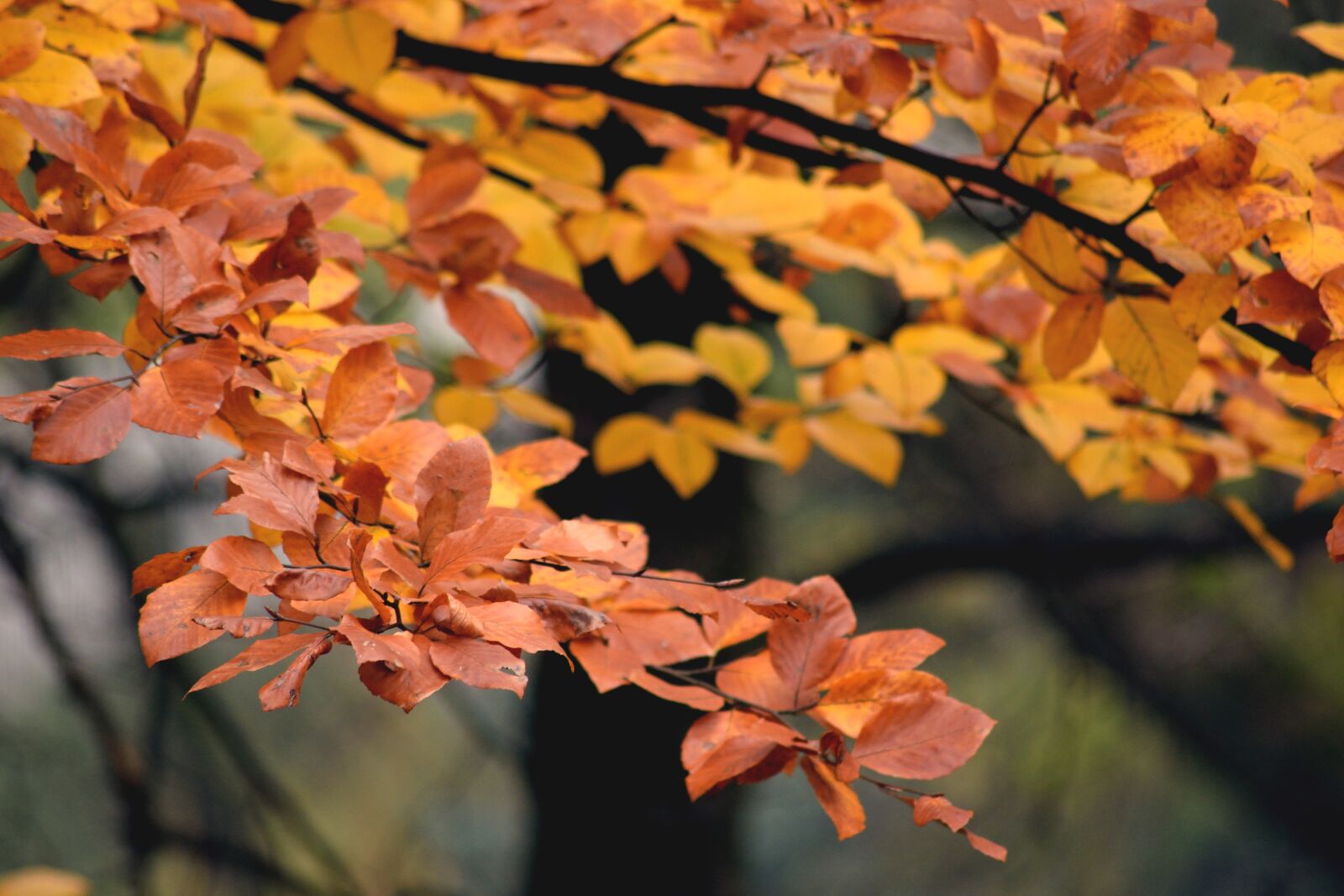 Nikon D3300 sample photo. Autumn, park, tree photography