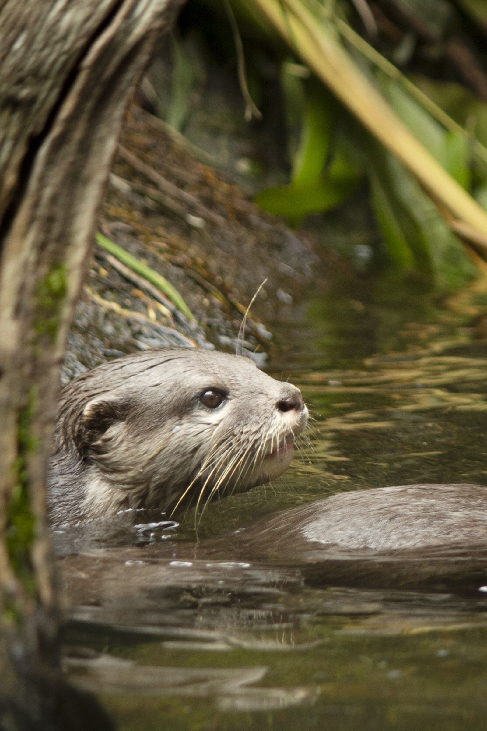 Canon EOS 700D (EOS Rebel T5i / EOS Kiss X7i) sample photo. Otter, mammal, animal photography