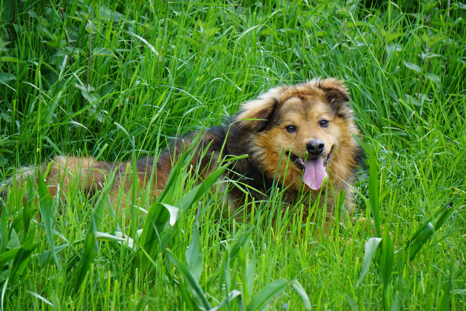 Sony E 55-210mm F4.5-6.3 OSS sample photo. West woods kuhhund, dog photography