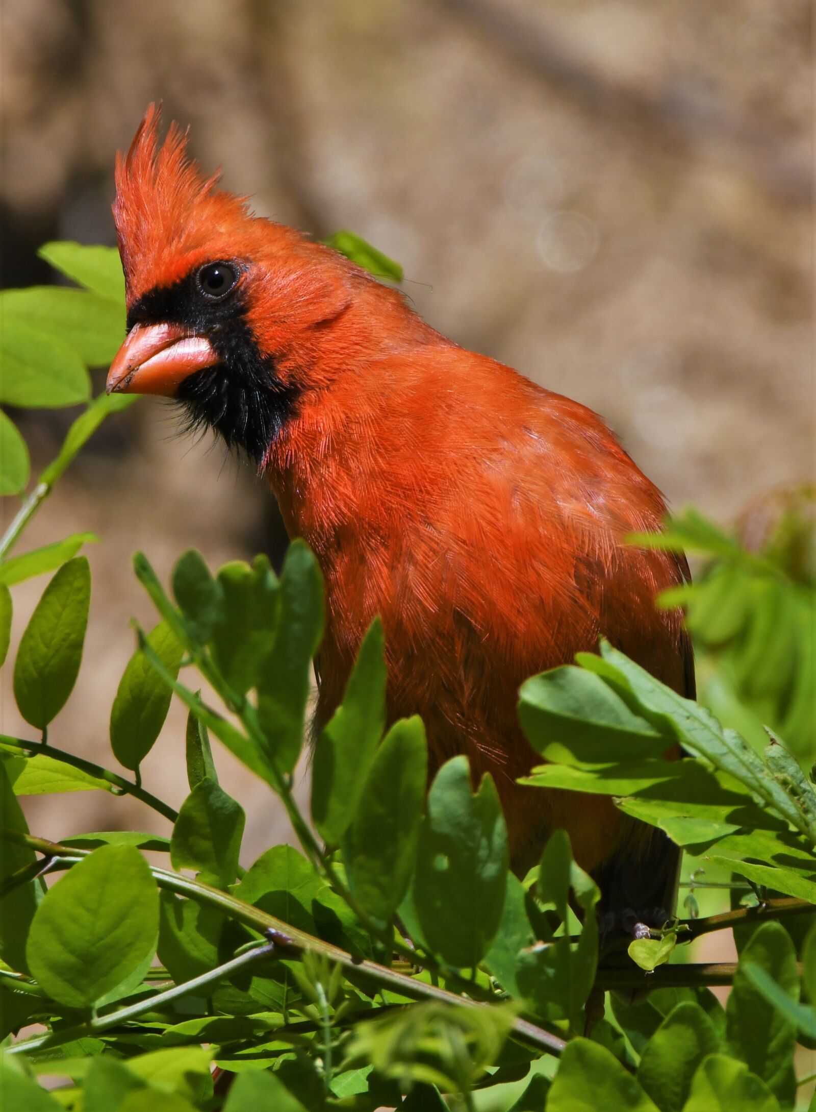 Nikon D850 sample photo. Bird, songbird, redbird photography
