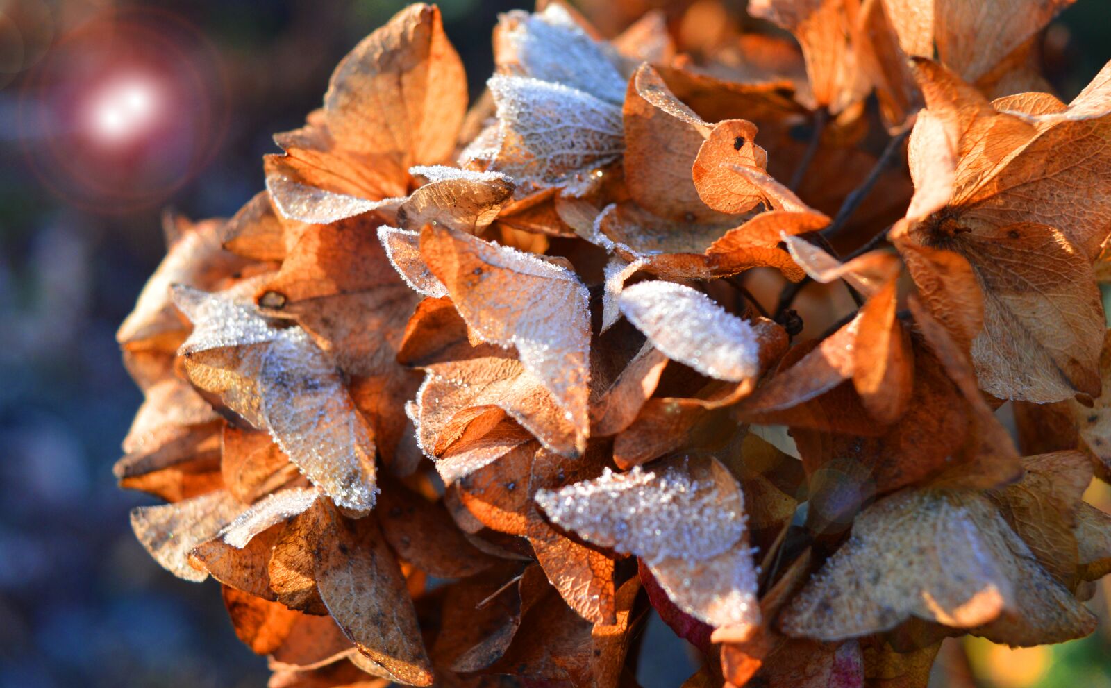 Nikon D3200 sample photo. Hydrangea flower, faded, winter photography