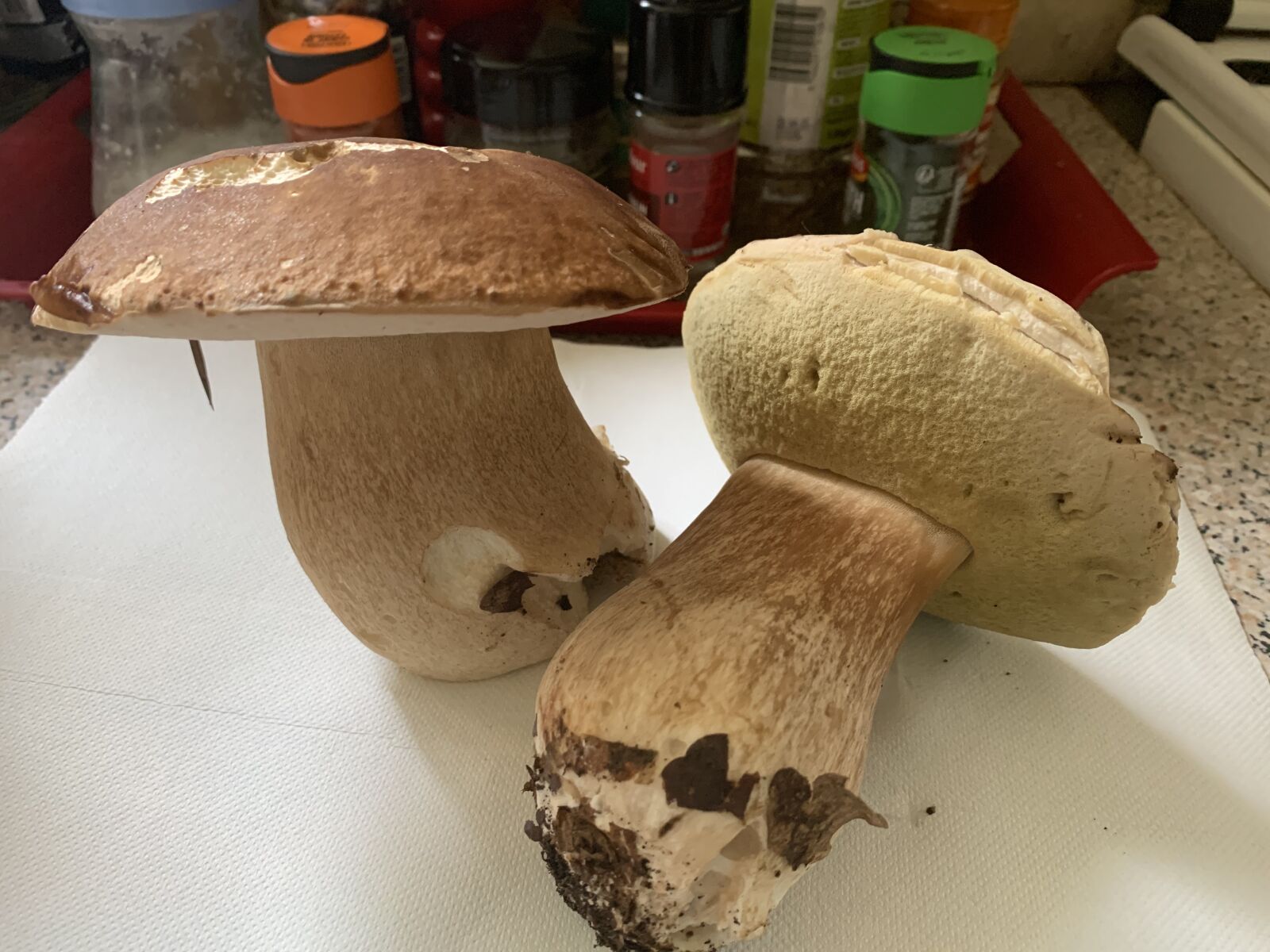 iPhone XR back camera 4.25mm f/1.8 sample photo. Porcini mushrooms, mushrooms, autumn photography