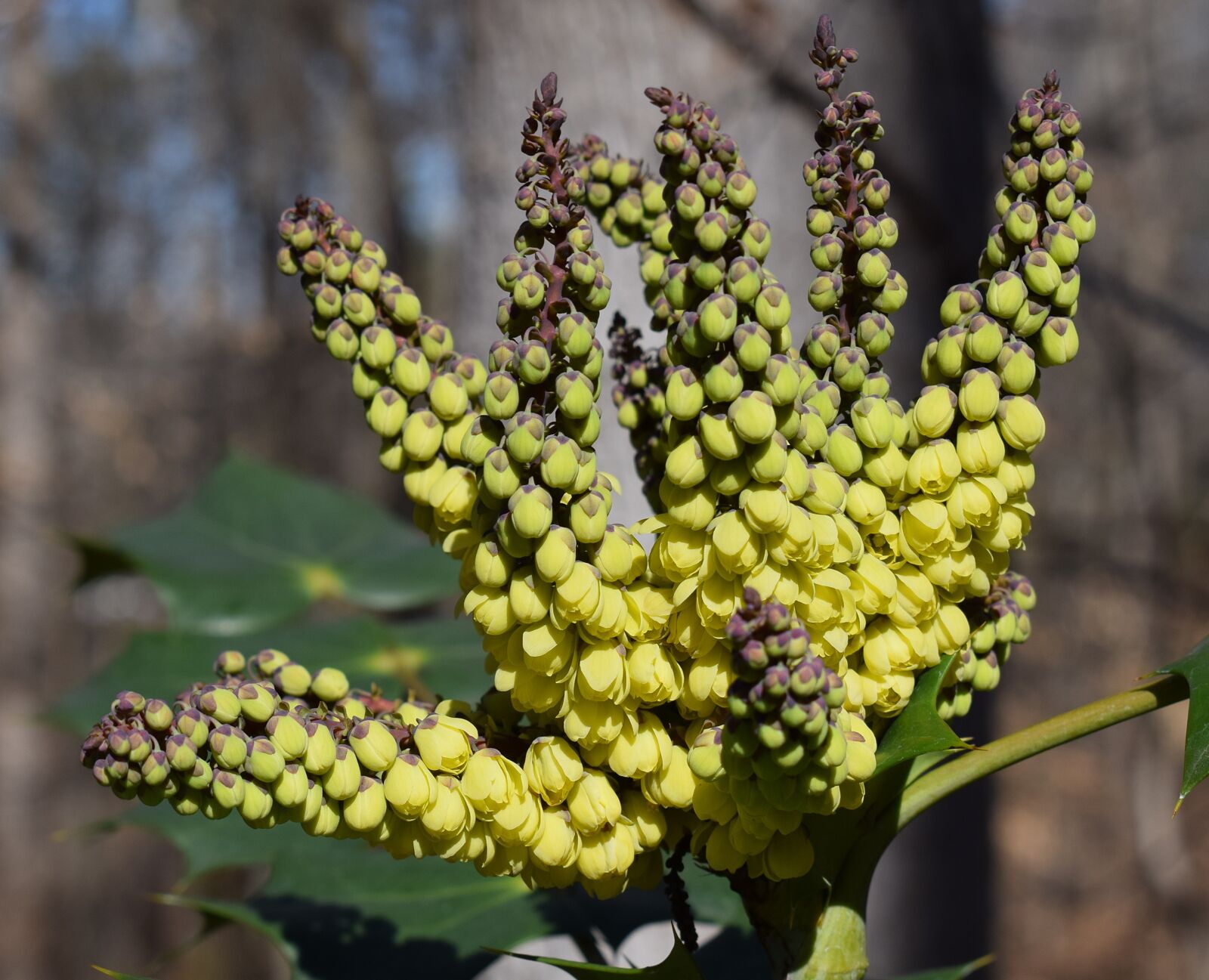 Nikon D3300 sample photo. Holly flower opened, holly photography