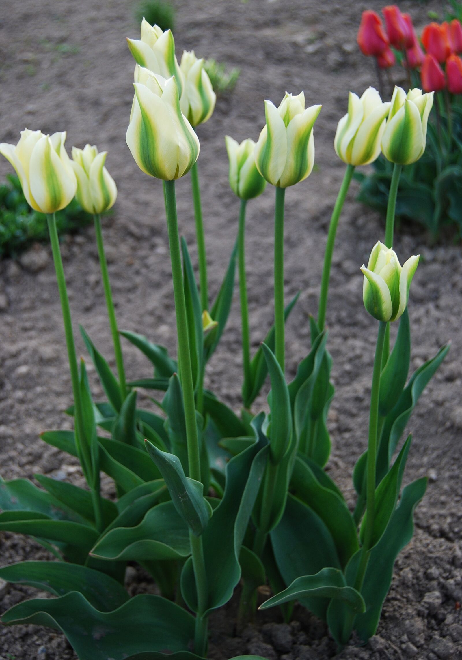 Nikon D40X sample photo. Flower, nature, tulip photography