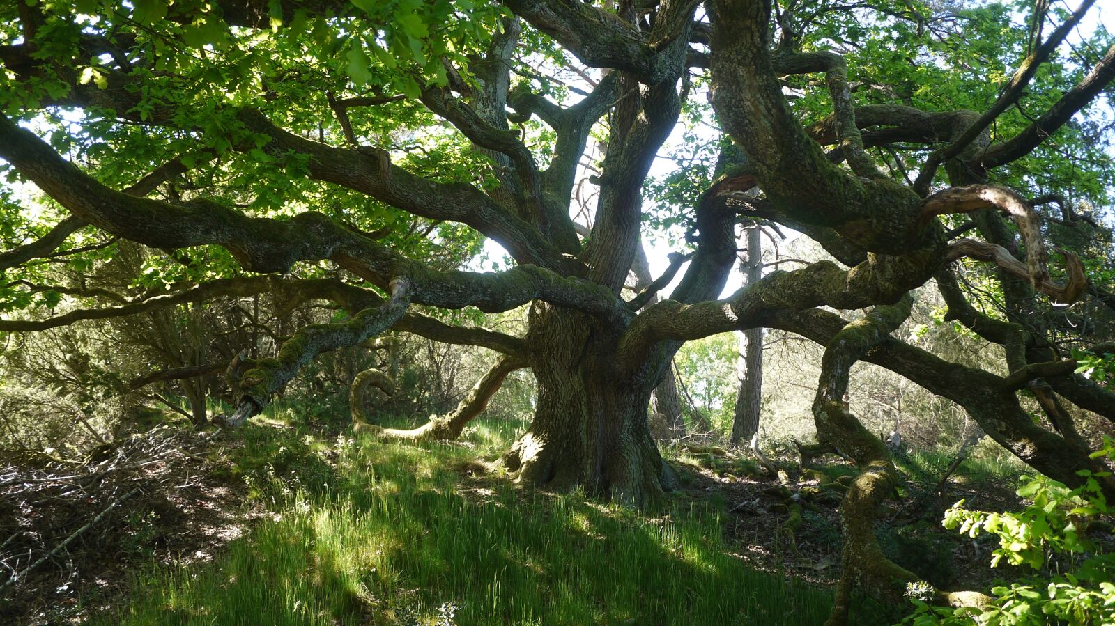 Panasonic Lumix DMC-GF3 sample photo. Tree, oak, large old photography