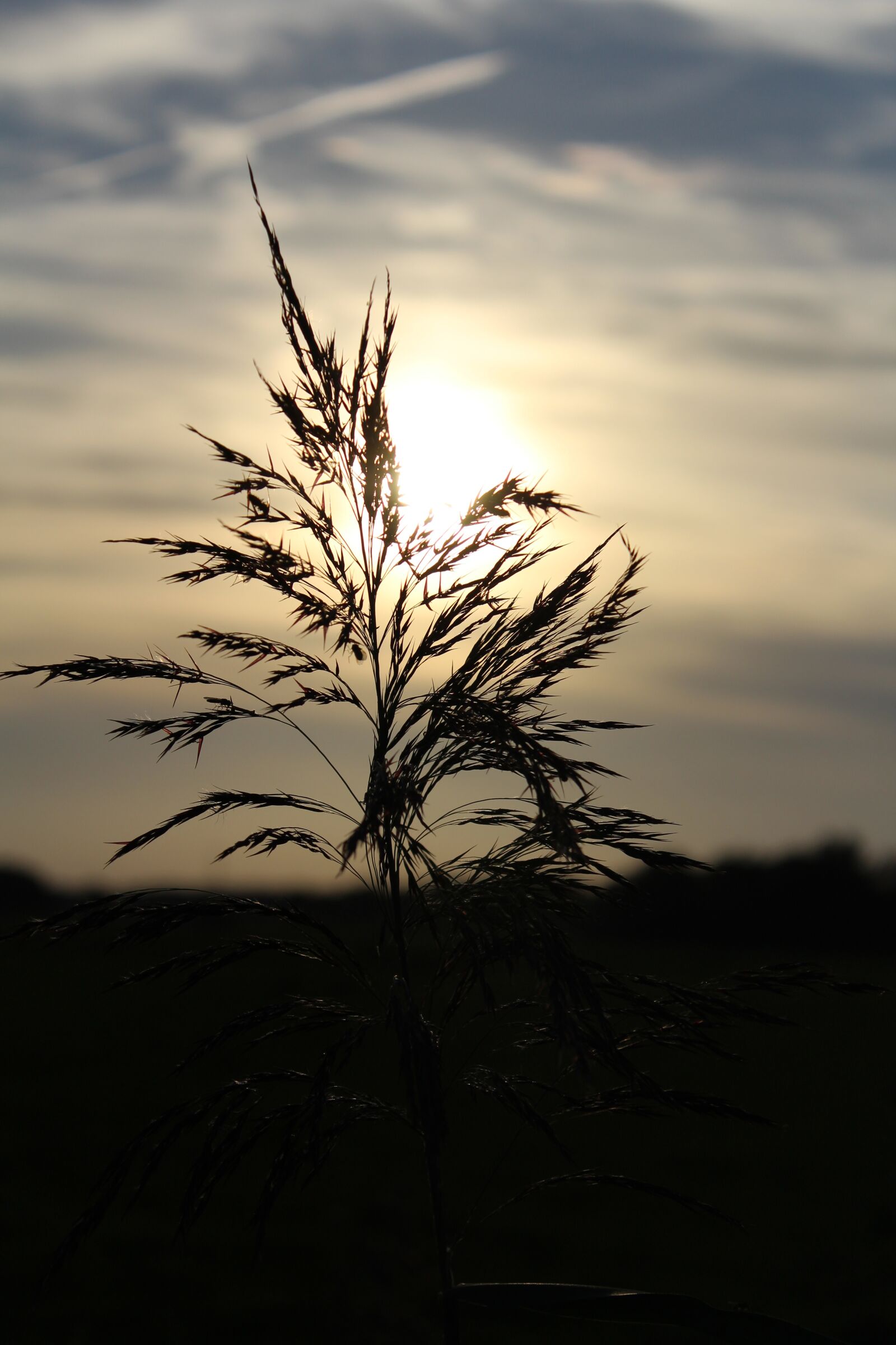 Canon EOS 1200D (EOS Rebel T5 / EOS Kiss X70 / EOS Hi) sample photo. Abendstimmung, sun, sky photography