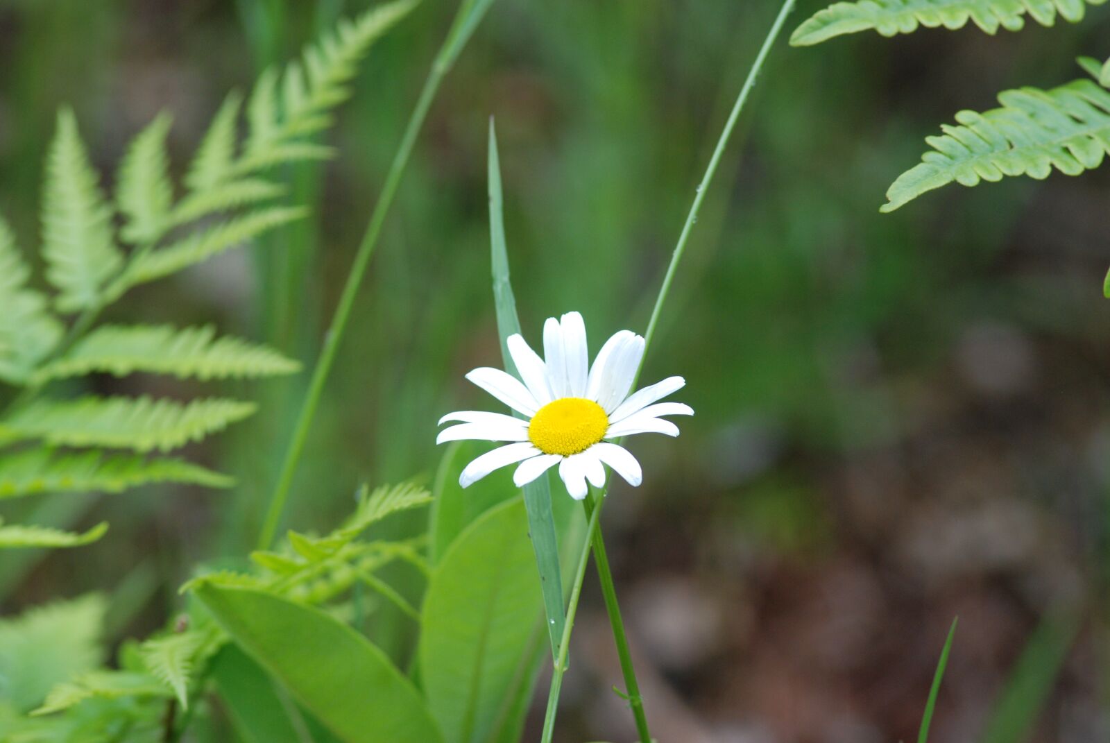 Nikon D80 sample photo. Flower, alone, shine photography