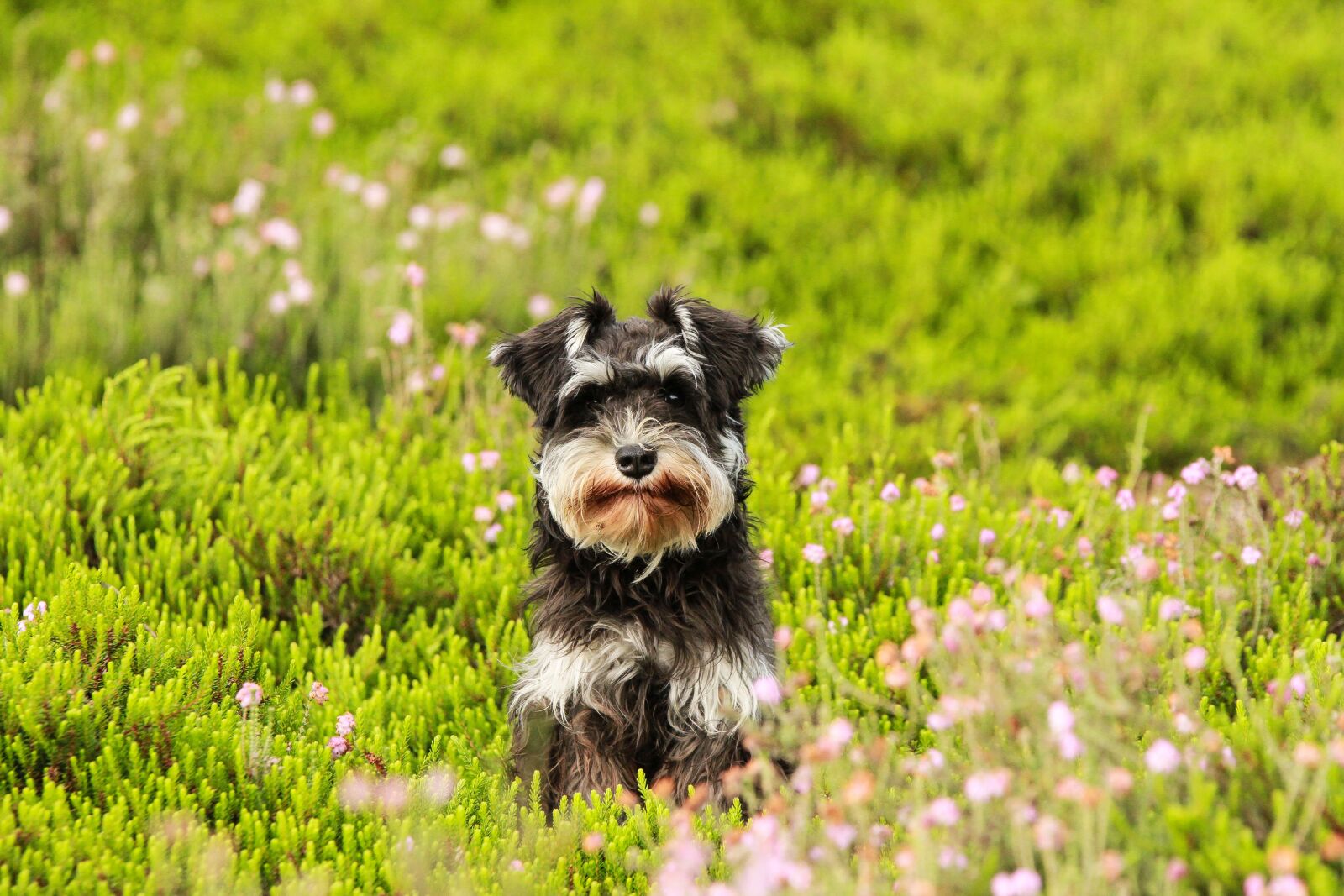Canon EOS 7D sample photo. Dog, heide, grass photography