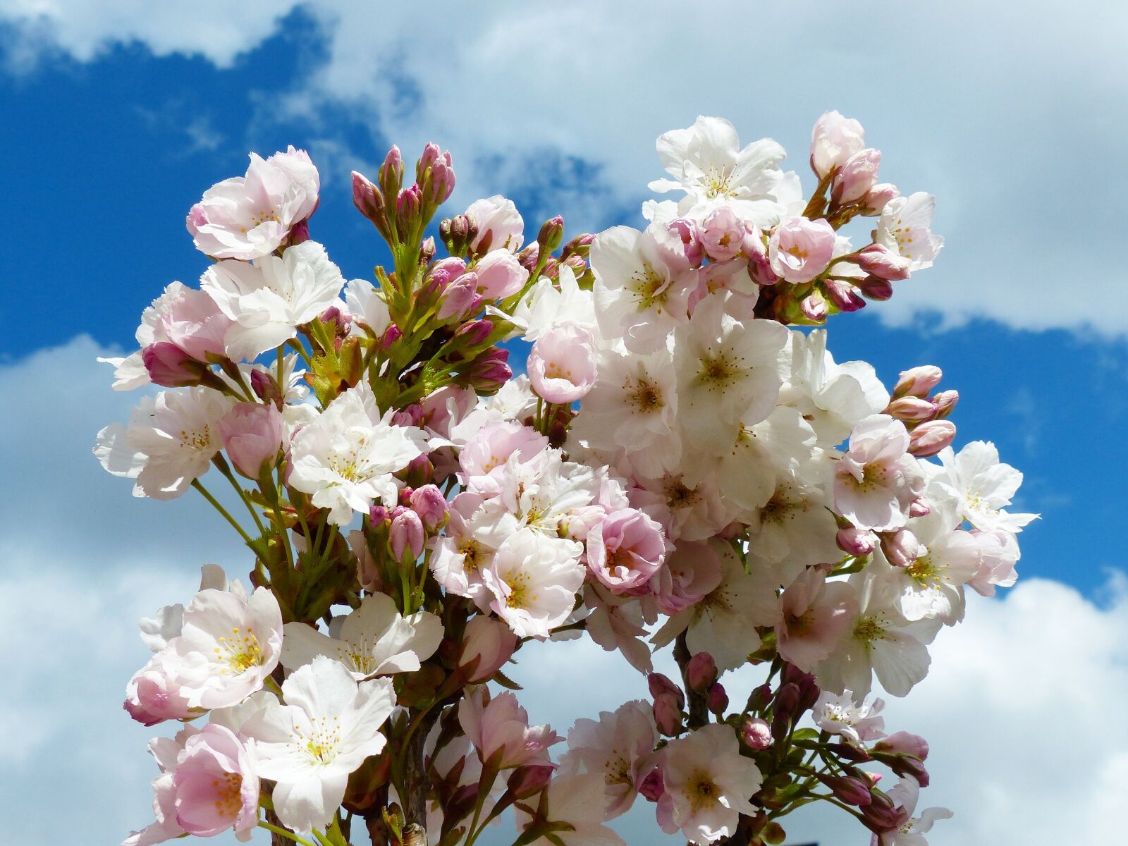 Panasonic Lumix DMC-FZ200 sample photo. Column cherry, sky, japanese photography