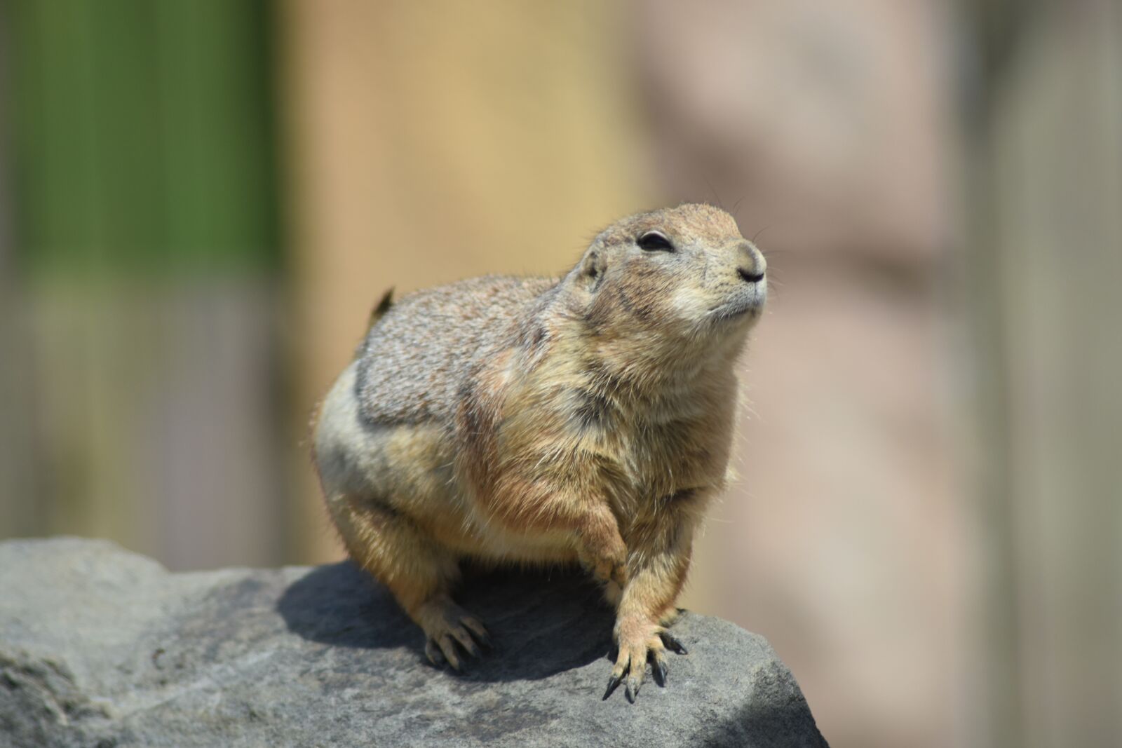 Nikon D7200 sample photo. Marmot, zoo, cute photography