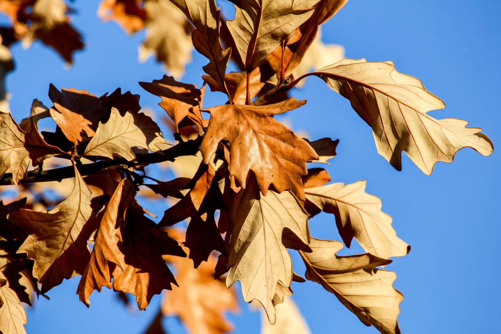 Canon EOS 700D (EOS Rebel T5i / EOS Kiss X7i) sample photo. Leaf, fall, nature photography