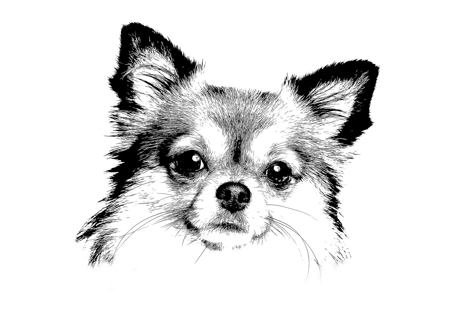 Canon EOS 70D + Canon EF 24-105mm F4L IS USM sample photo. Chihuahua, dog, cute photography