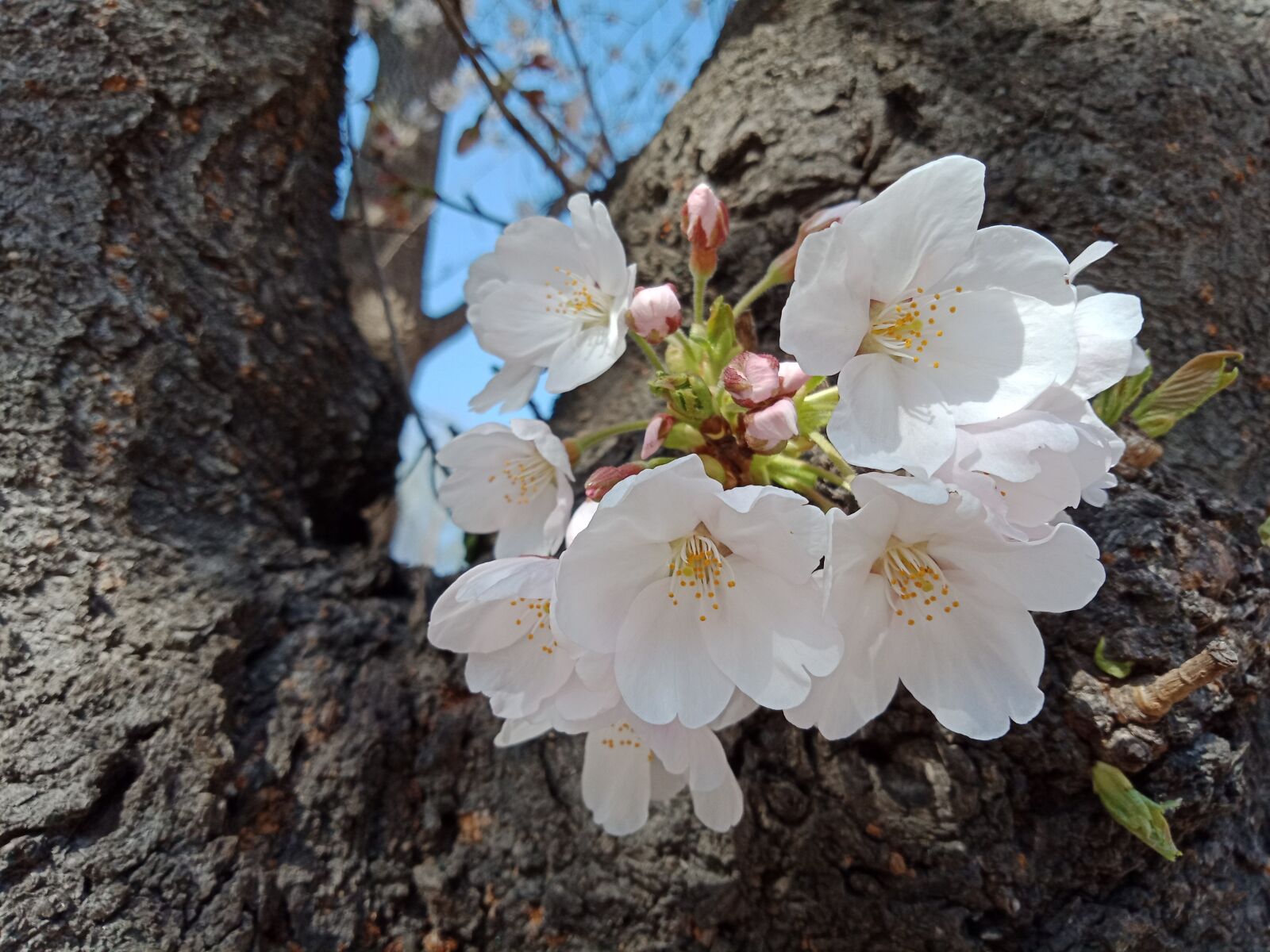 OPPO A83(2018) sample photo. Cherry blossom, spring, flowers photography