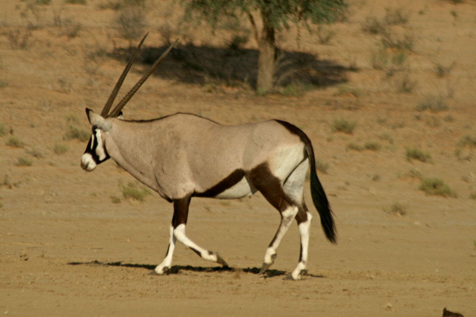 Canon EOS 400D (EOS Digital Rebel XTi / EOS Kiss Digital X) sample photo. Alone, animal, buck, desert photography