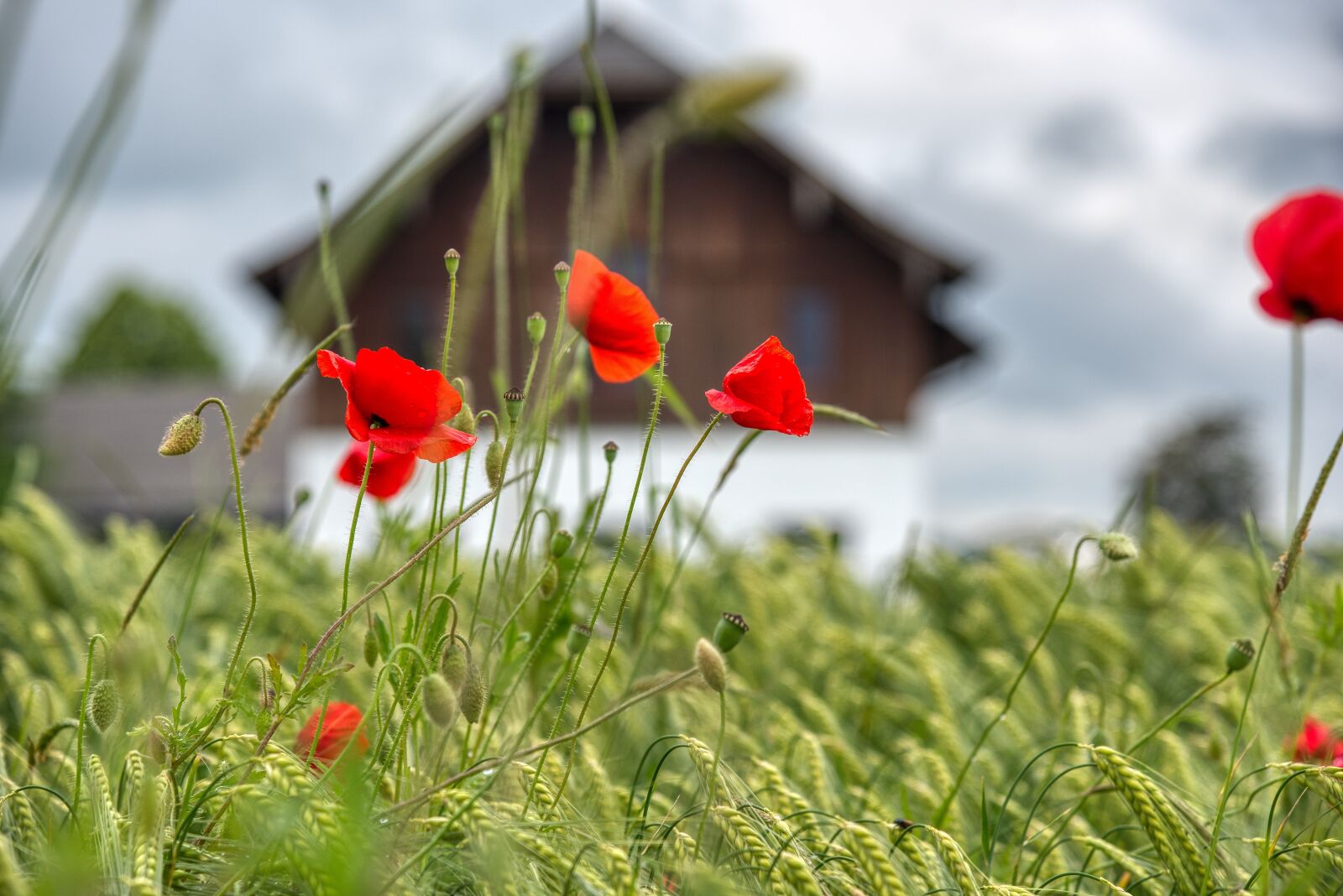 Nikon D750 sample photo. Wheat field, grasses, poppies photography