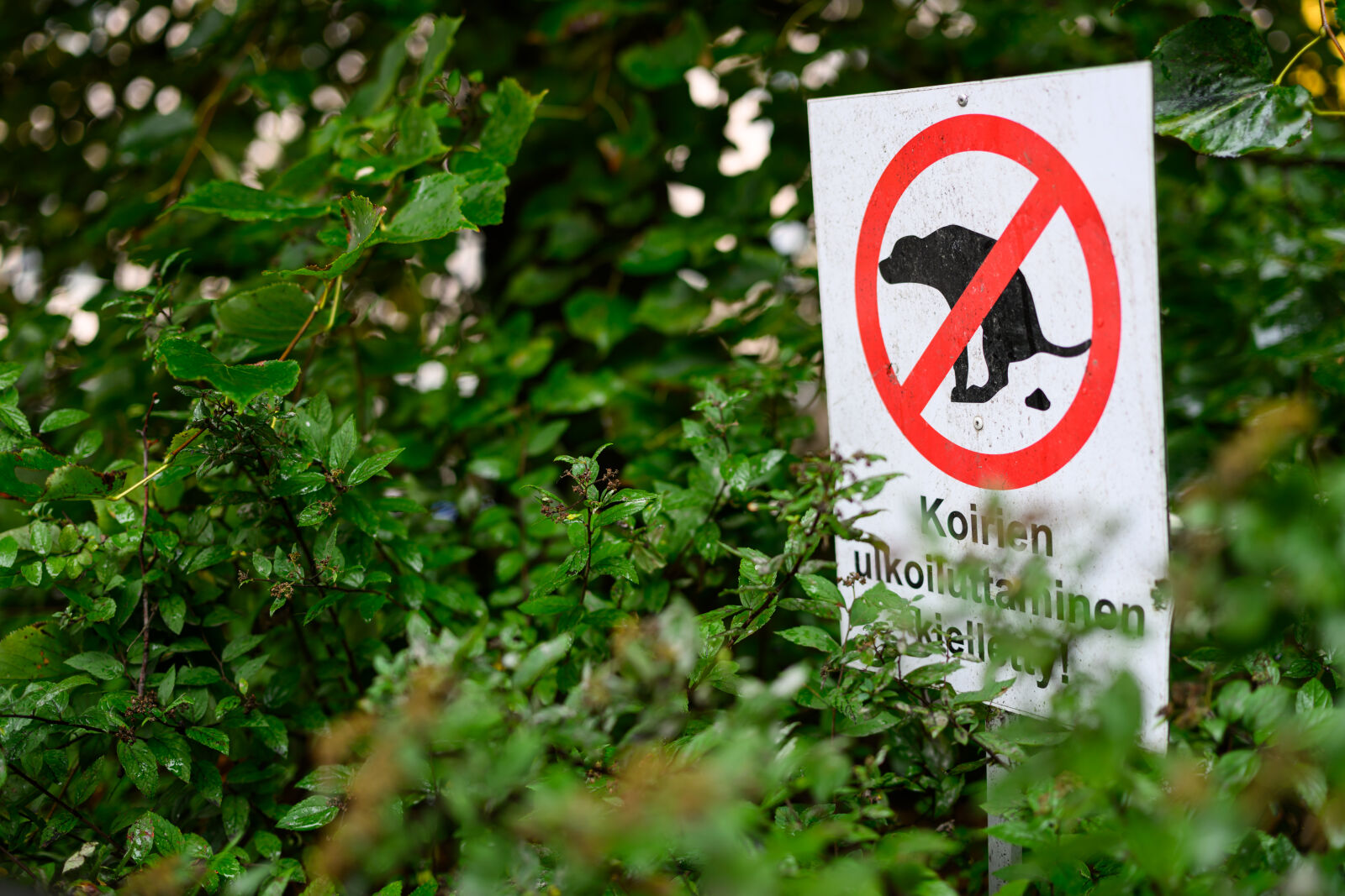 Nikon Z8 sample photo. Hidden sign photography
