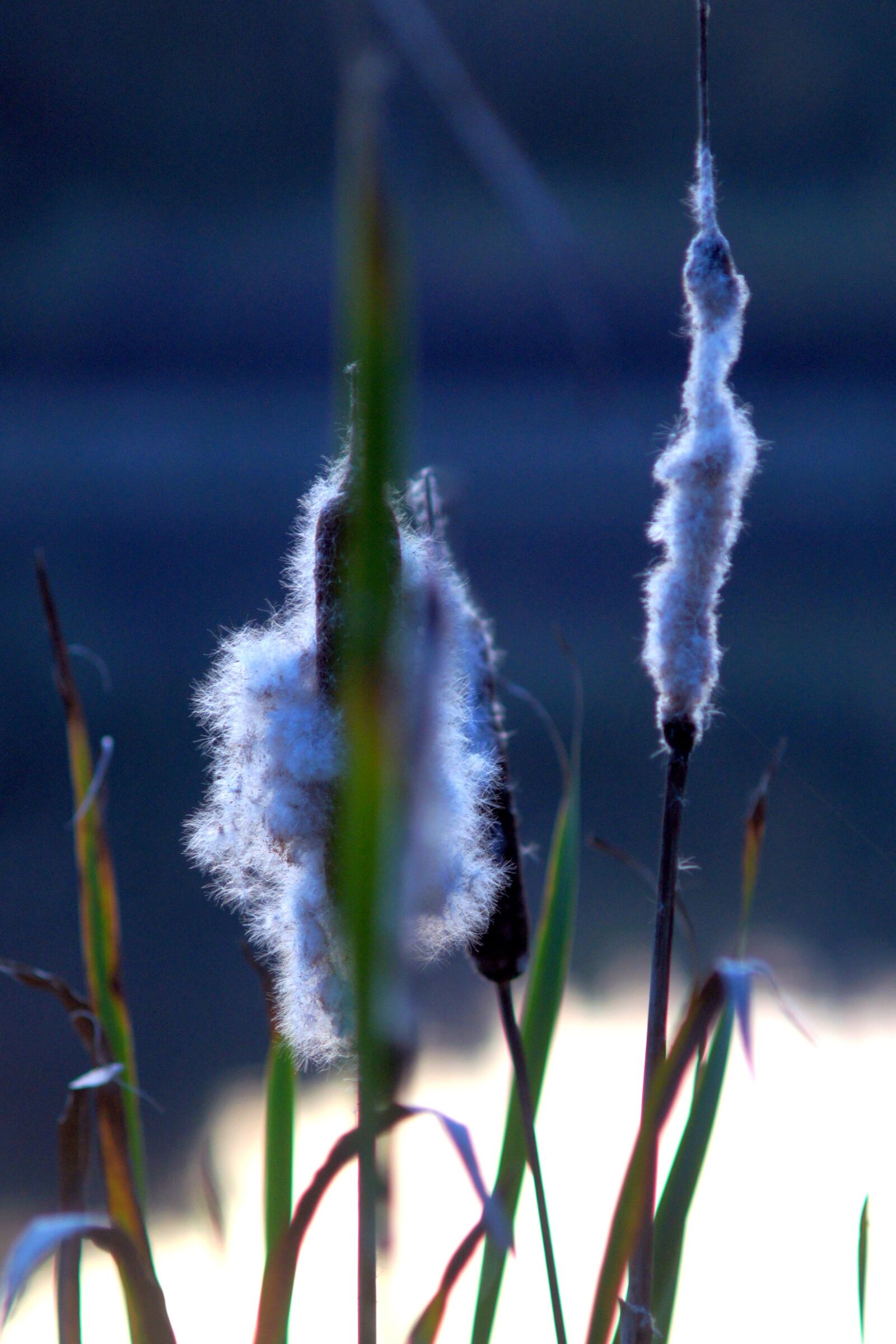 Sony Alpha DSLR-A450 sample photo. Nature, flowers, macro photography