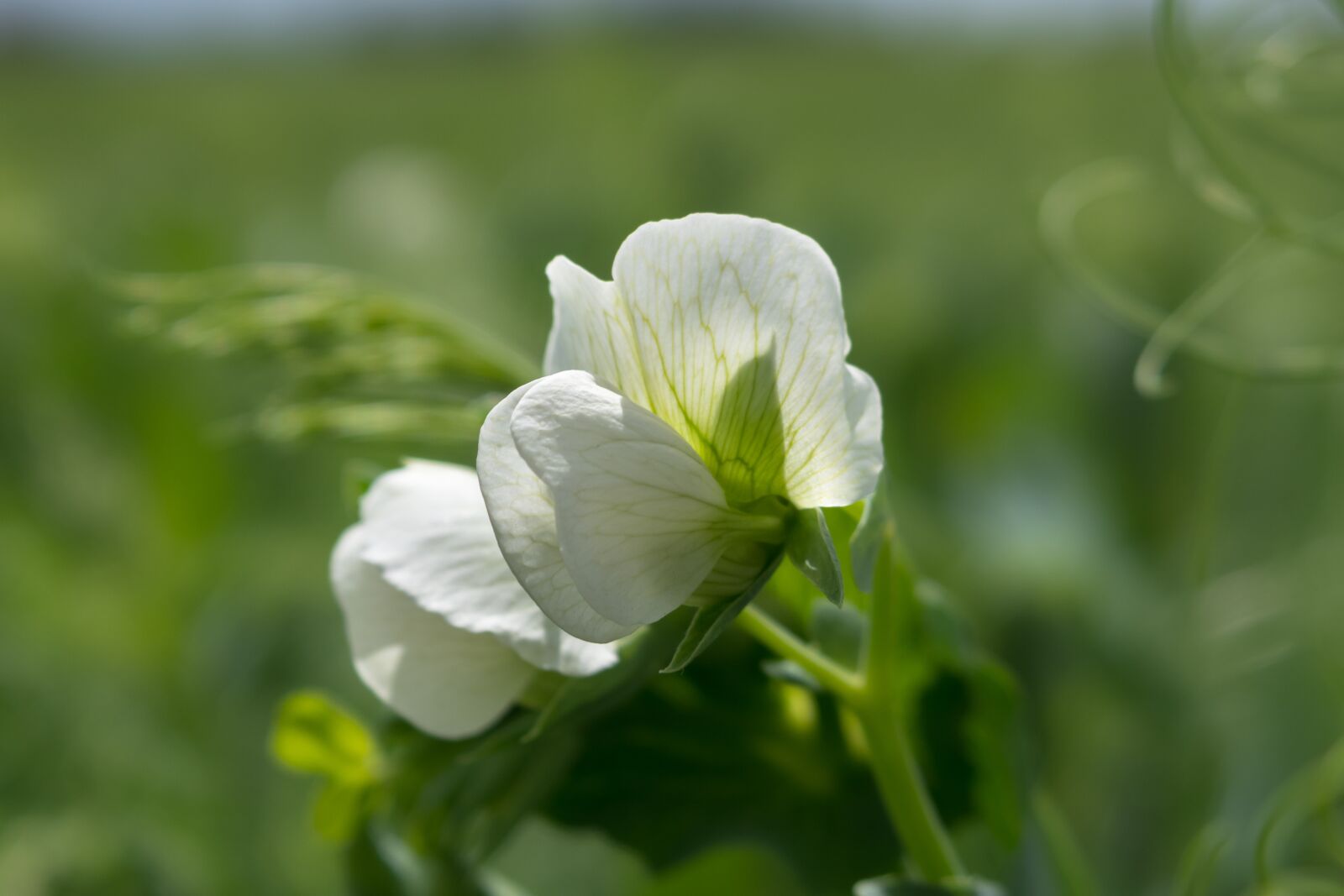 Canon PowerShot G3 X sample photo. Pea, pea flower, white photography