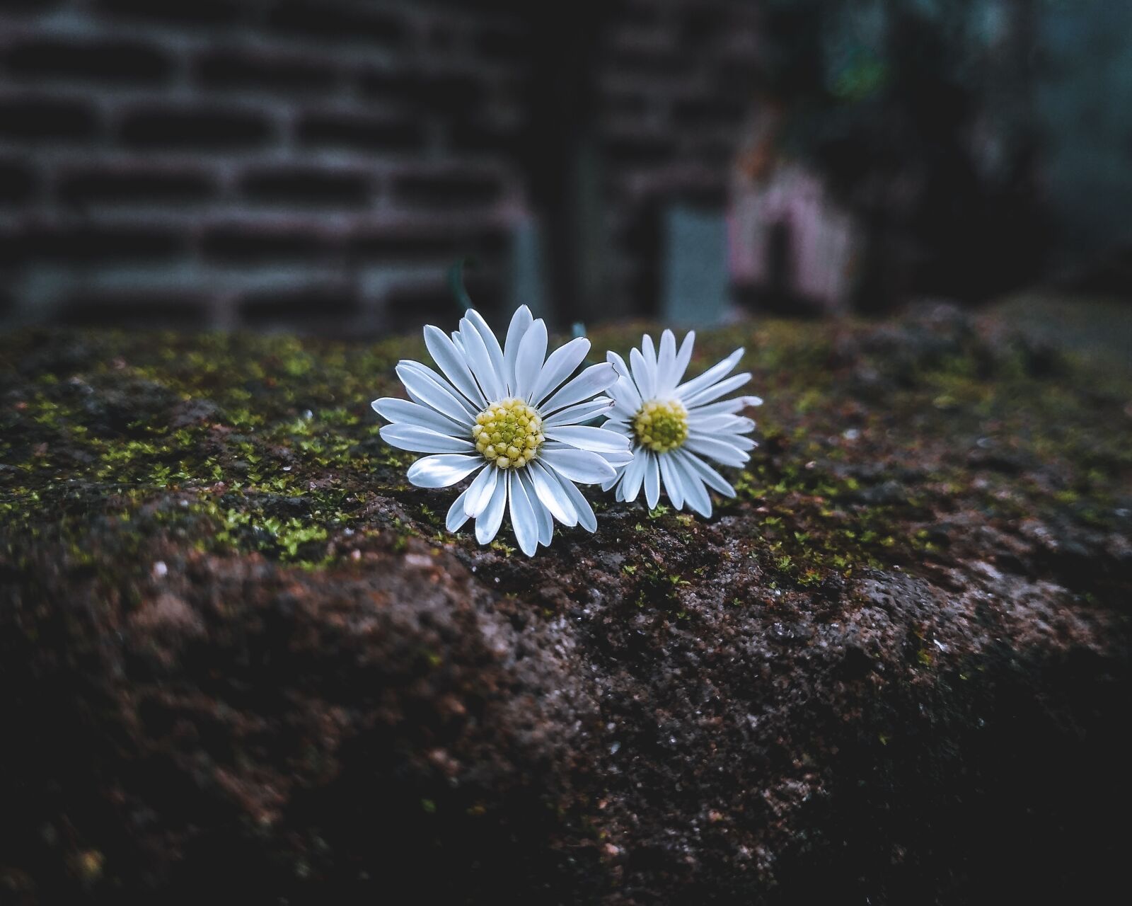 Xiaomi Redmi 3S sample photo. Flowers, flora, petals photography
