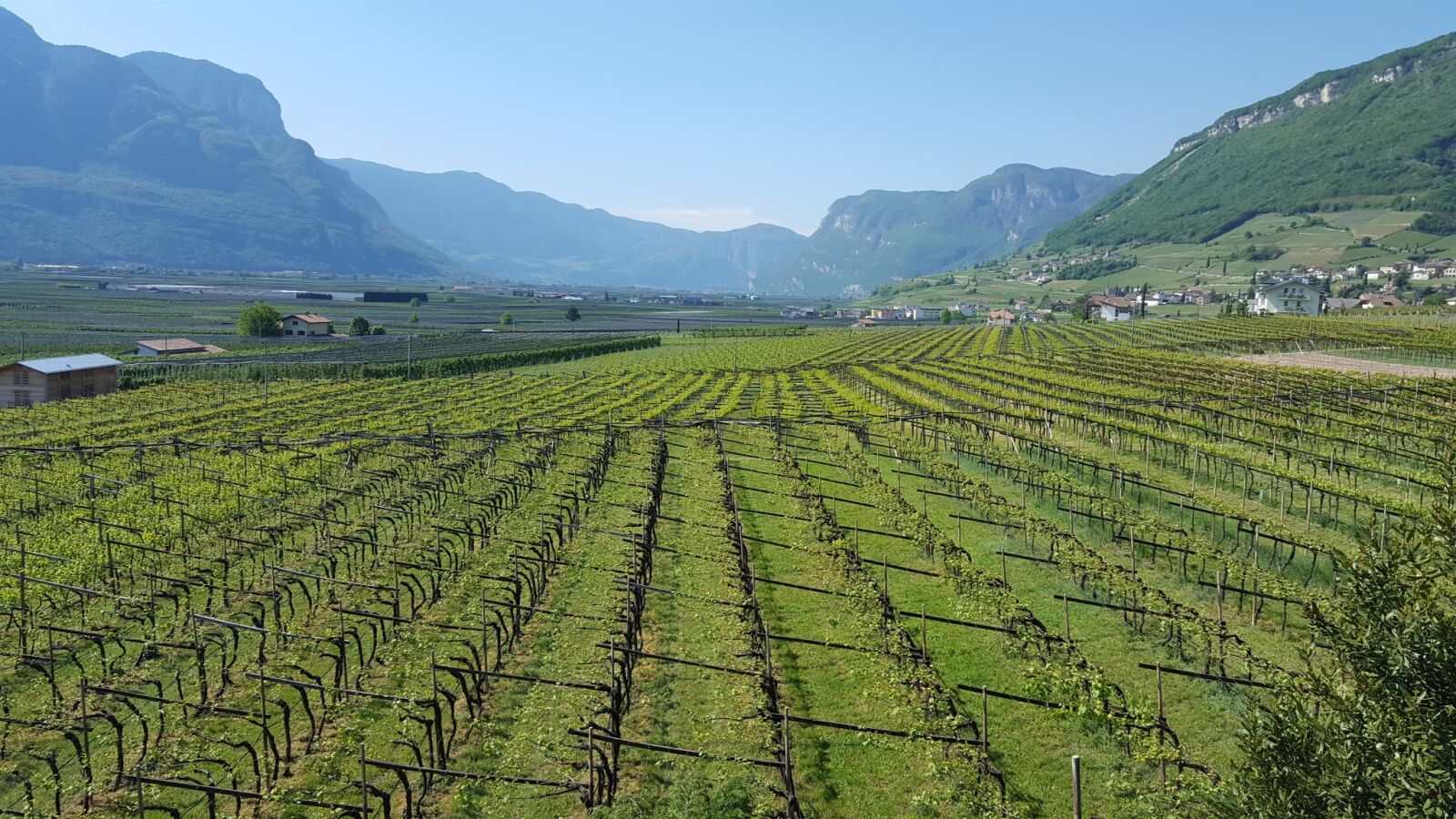 Samsung GALAXY S6 edge sample photo. Vines, valley photography