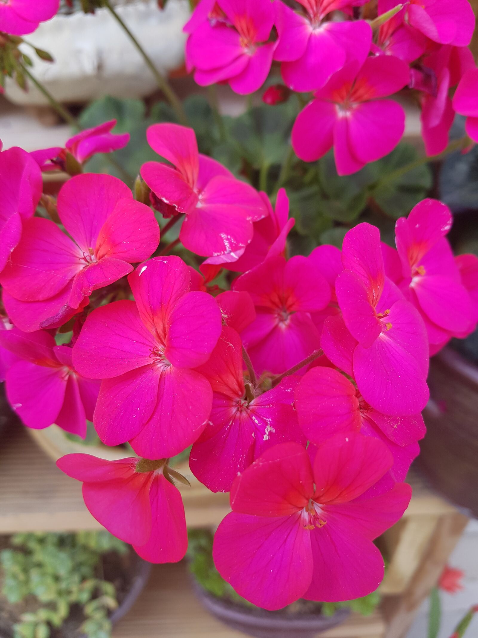 Samsung Galaxy S7 sample photo. Pink flower, flowers, spring photography