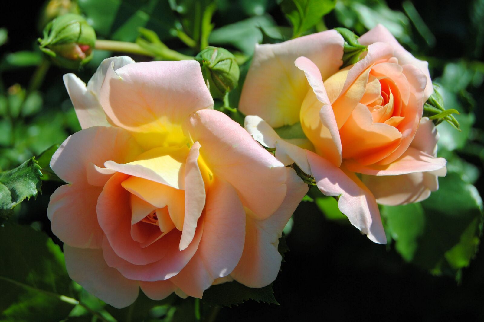 Nikon D3000 sample photo. Roses, rose bloom, blossom photography