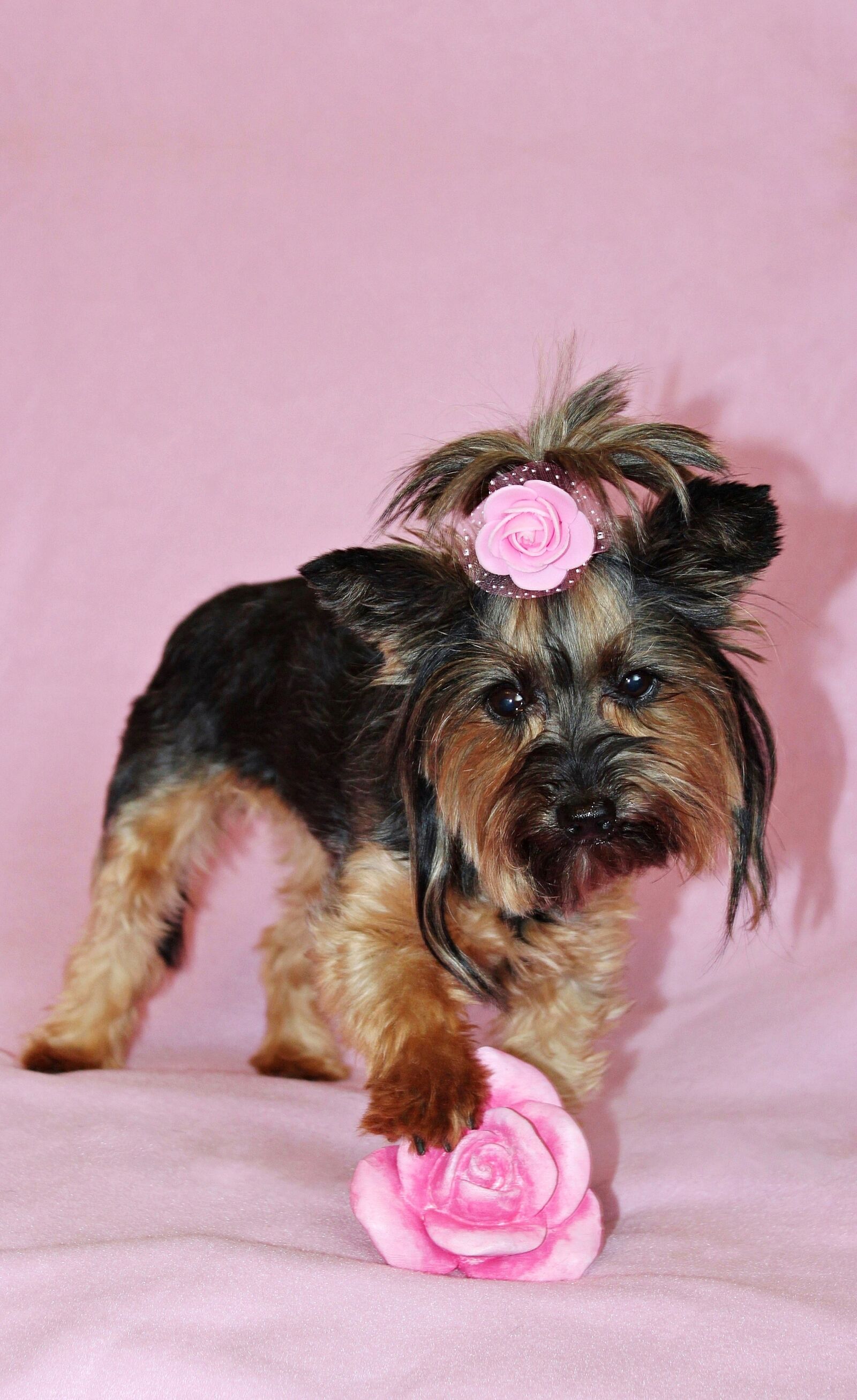 Canon EOS 600D (Rebel EOS T3i / EOS Kiss X5) sample photo. Yorkshire terrier, dog, pretty photography