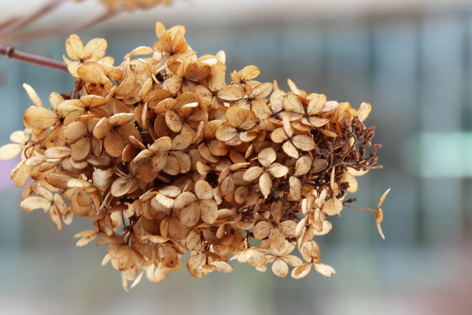 Canon EOS 77D (EOS 9000D / EOS 770D) sample photo. Leaves, yellow, flowers photography