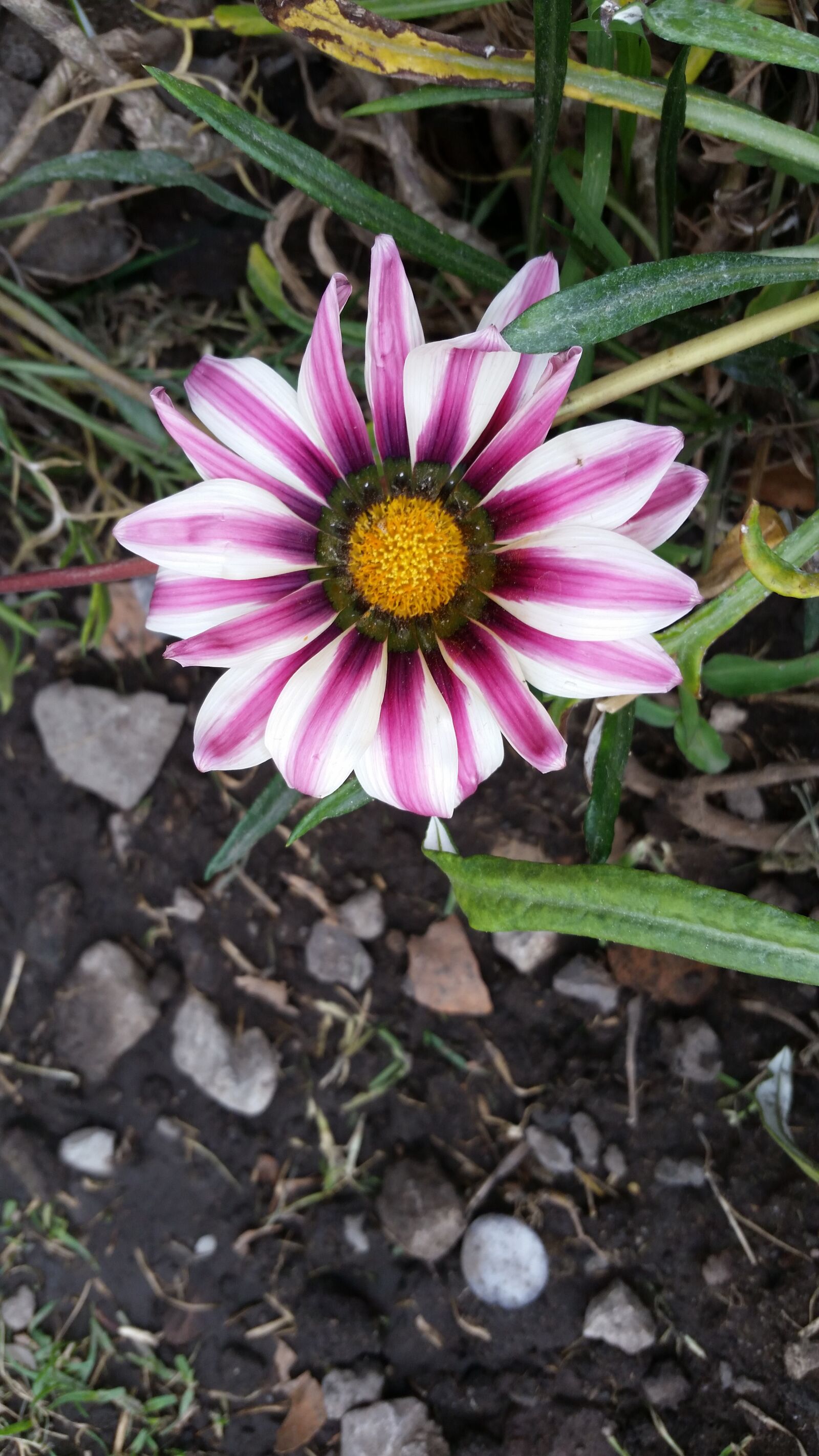 Samsung Galaxy S5 sample photo. Mid-autumn flower, wild flower photography